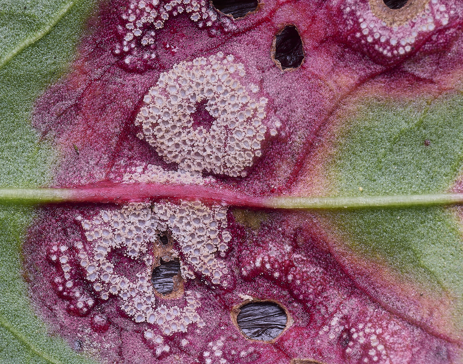 WheatfenDockRust300425-2