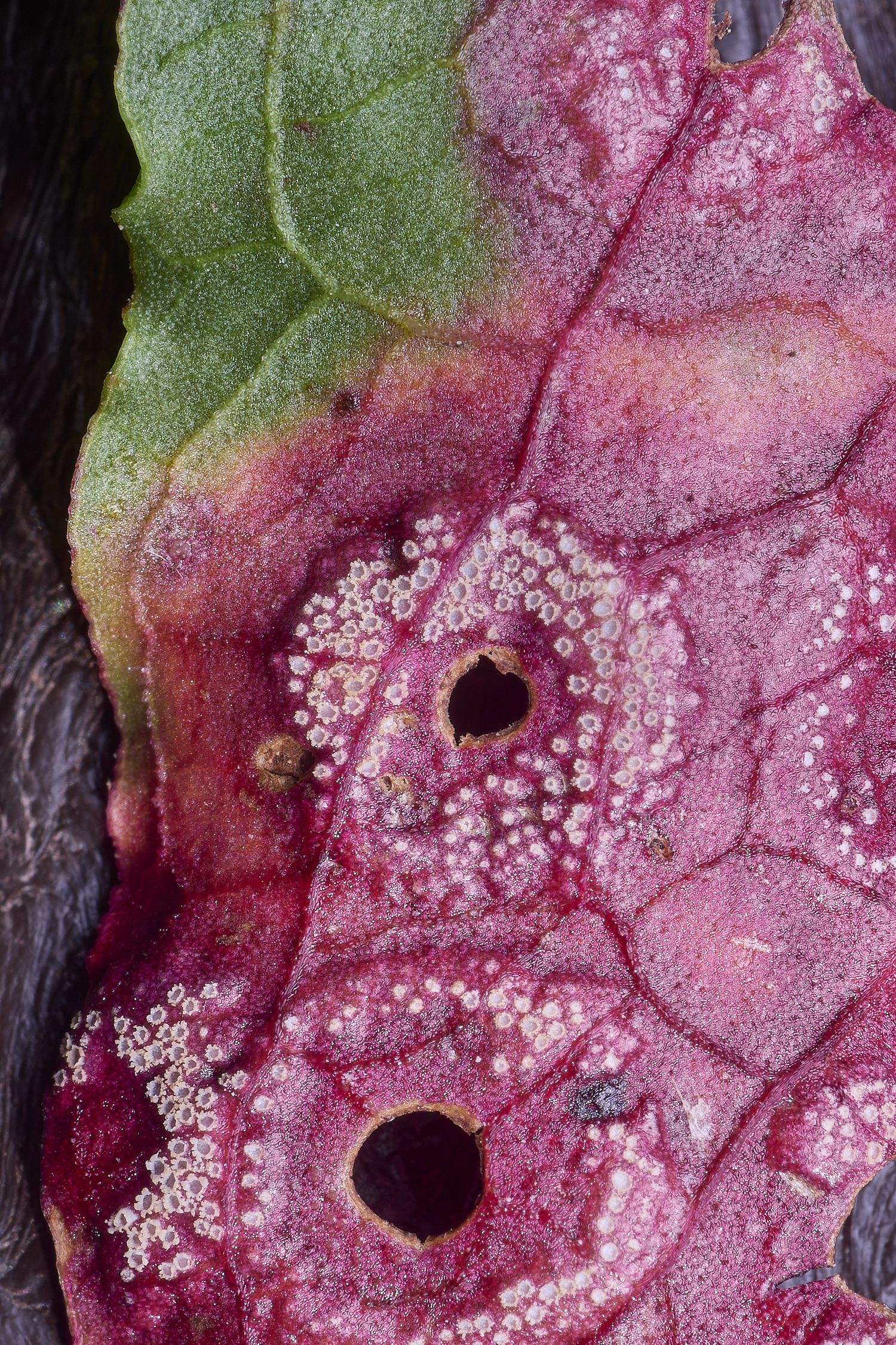 WheatfenDockRust300425-3