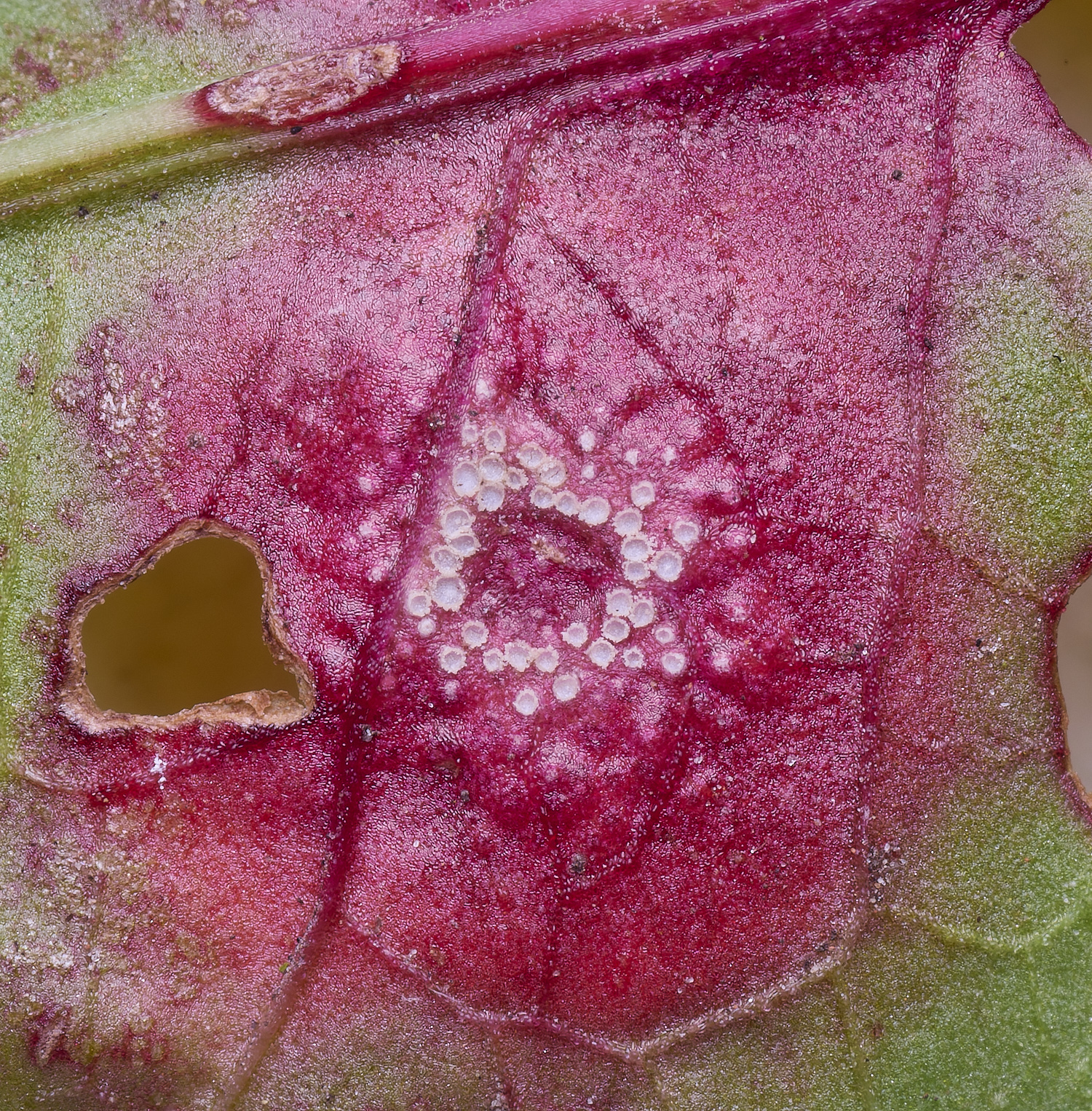 WheatfenDockRust300425-4