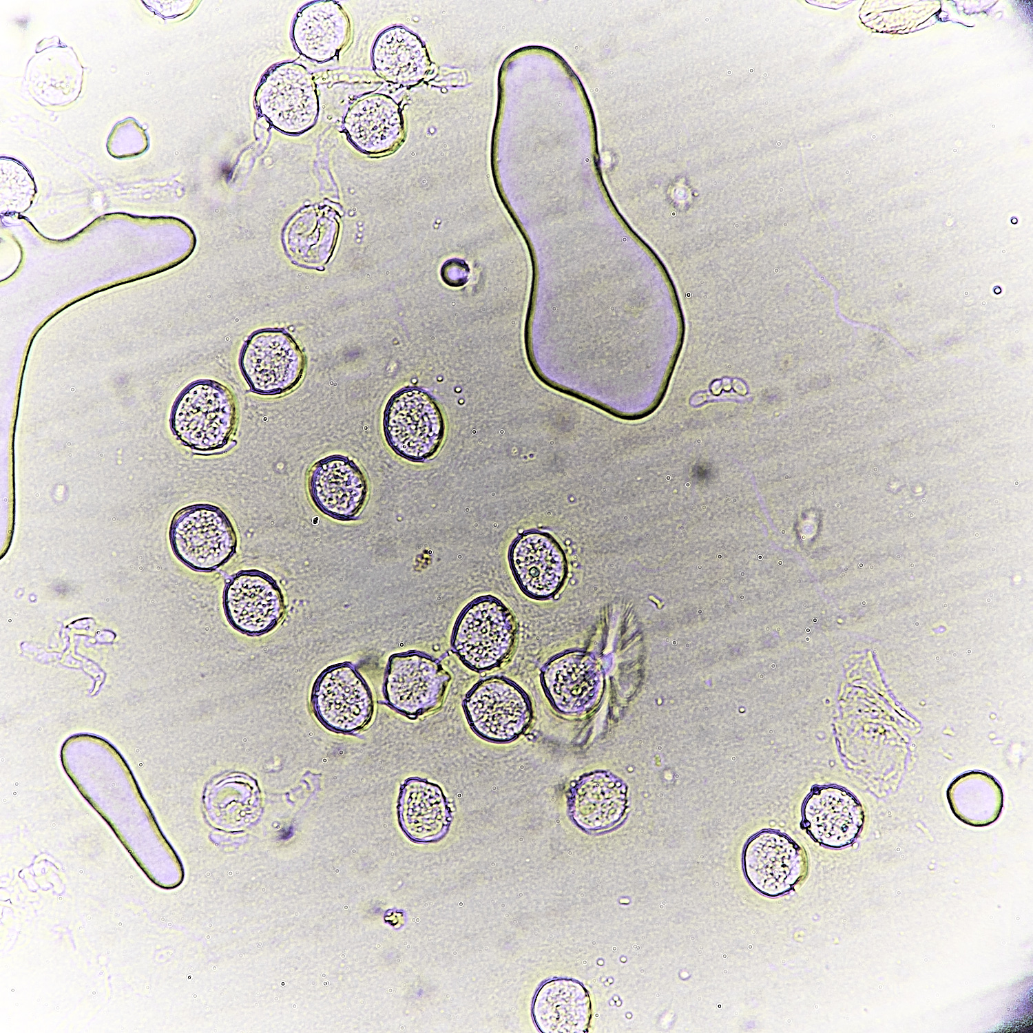 WheatfenDockRust300425-5