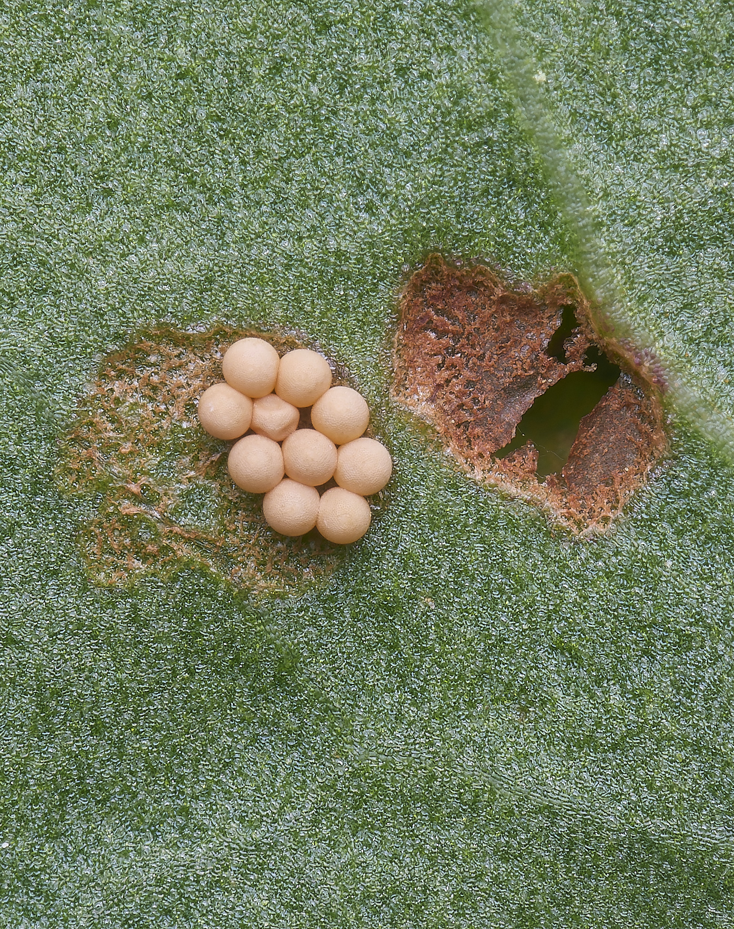 WheatfenEggsonWaterDock300425-1