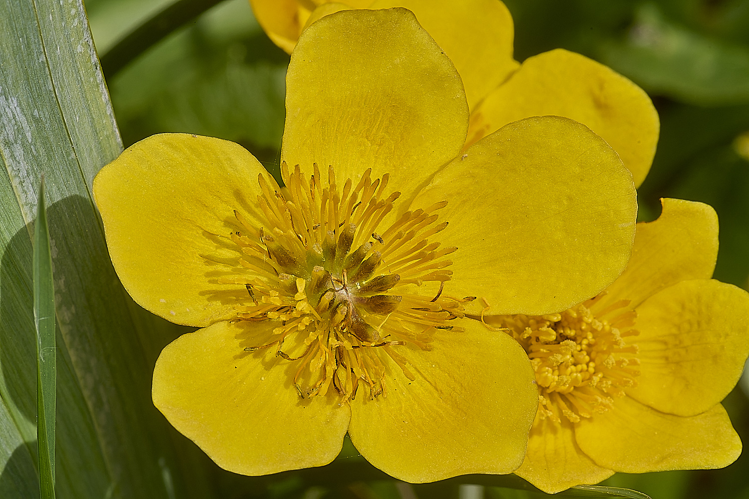 WheatfenMarshMarigold300425-1