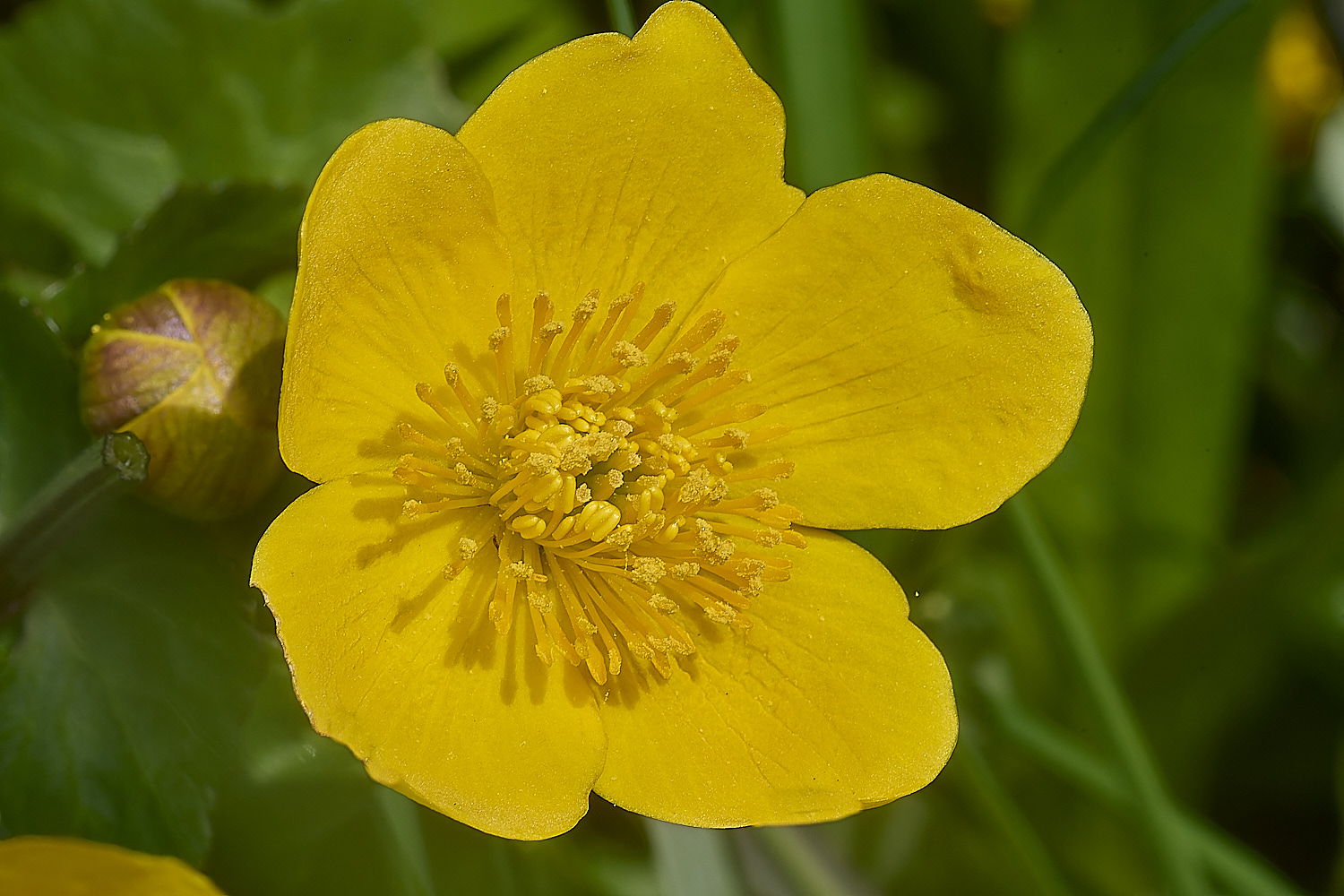 WheatfenMarshMarigold300425-2