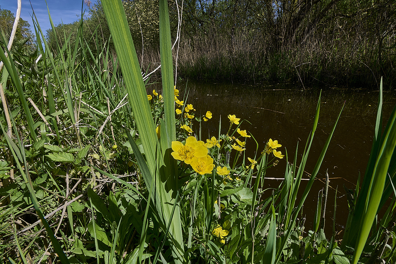 WheatfenMarshMarigold300425-3