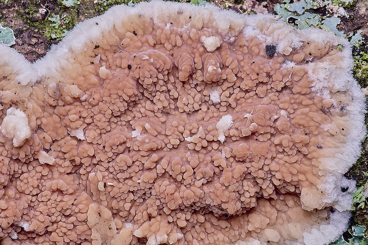 WheatfenOakToothCrust290525-1