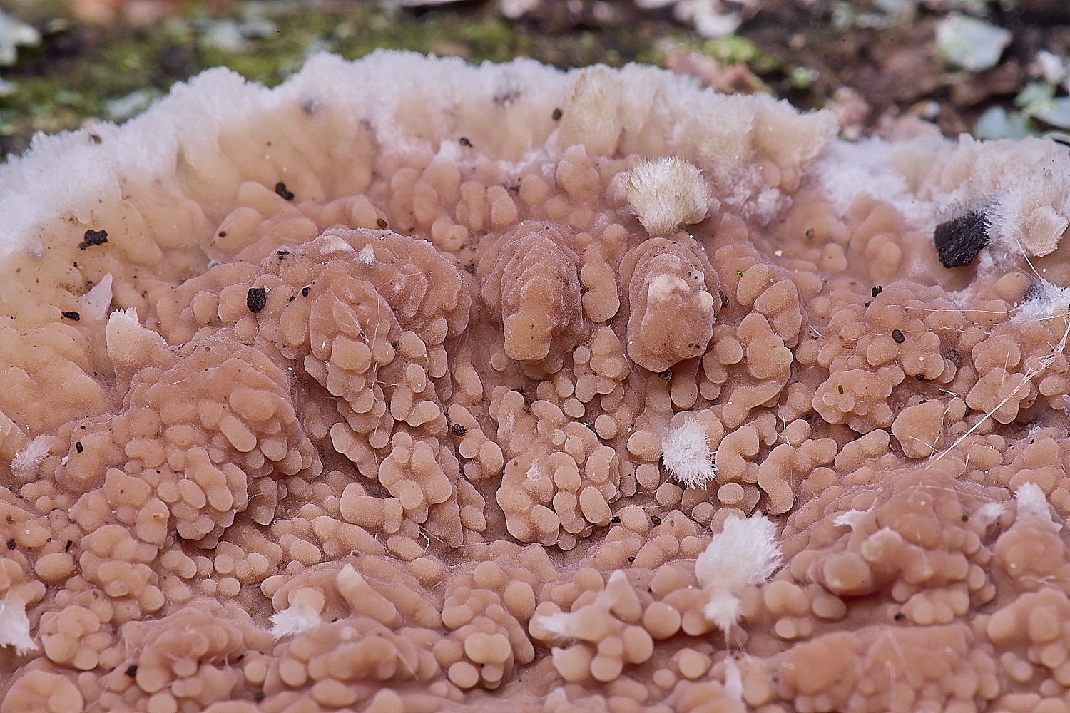 WheatfenOakToothCrust290525-3