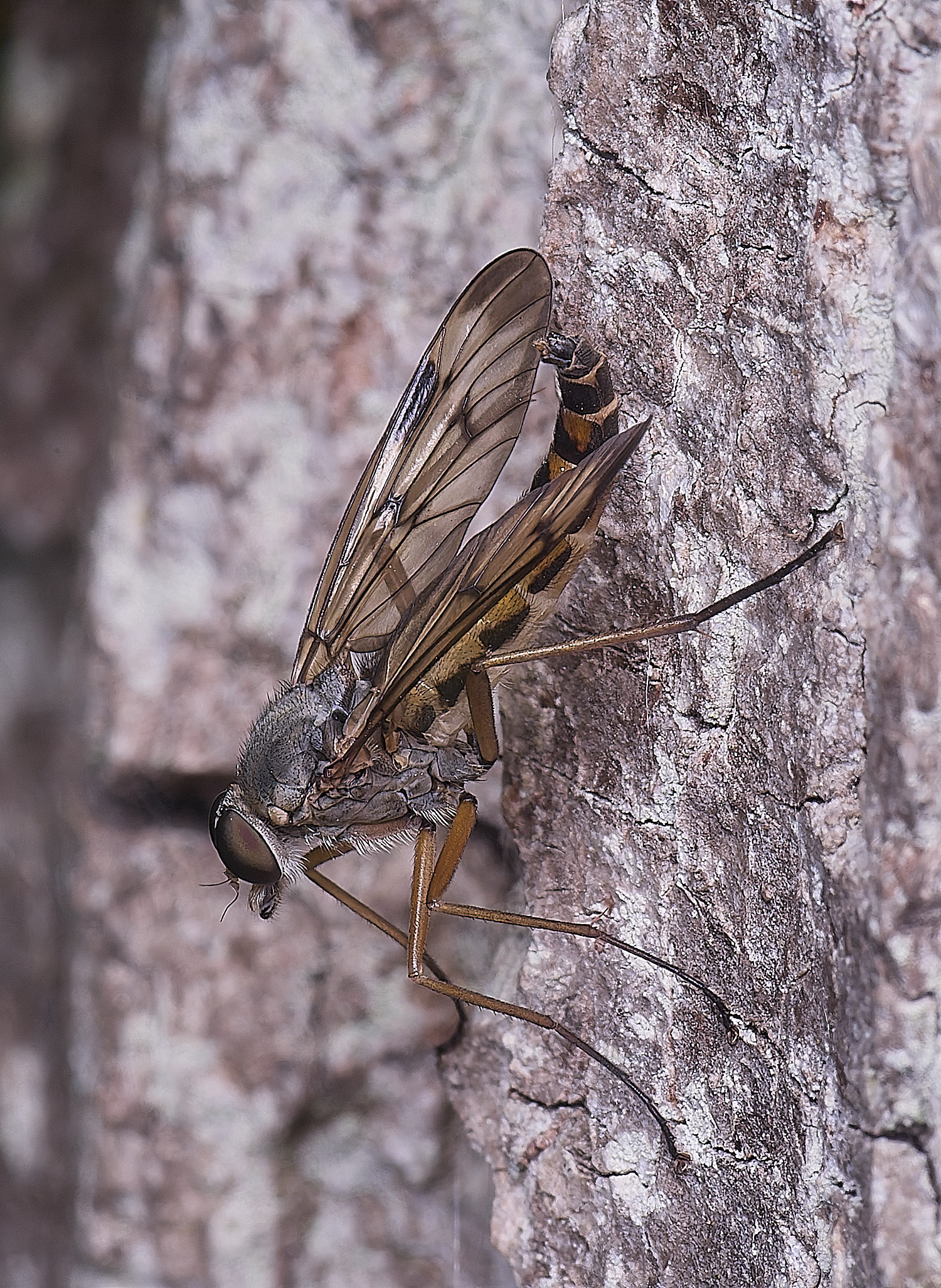 WheatfenSnipeFly290525-2