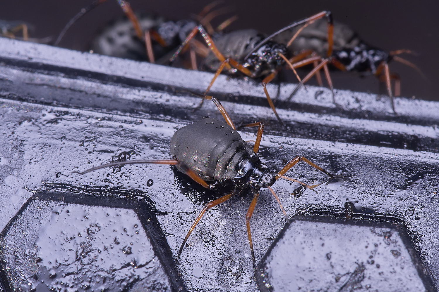 WhitlinghamGreatBlackSpruceAphid300425-1