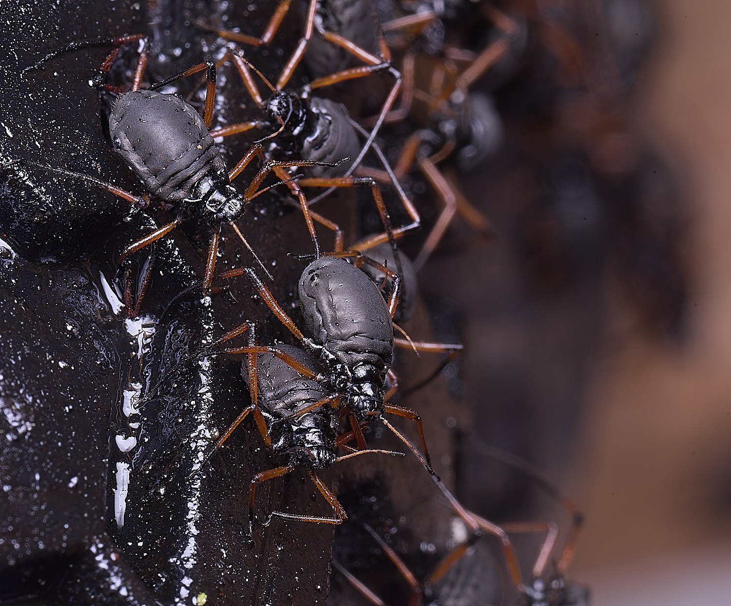 WhitlinghamGreatBlackSpruceAphid300425-10