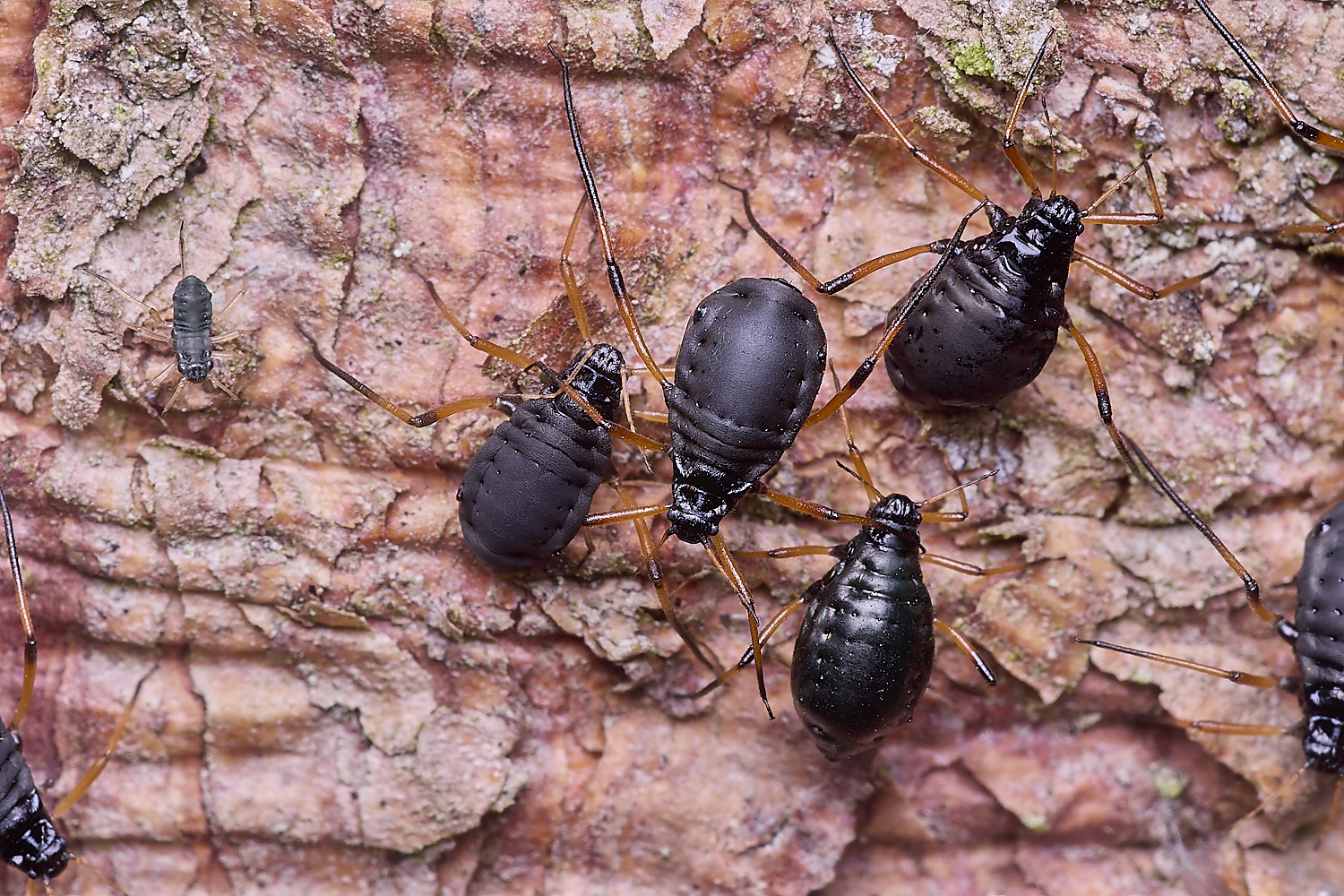 WhitlinghamGreatBlackSpruceAphid300425-11
