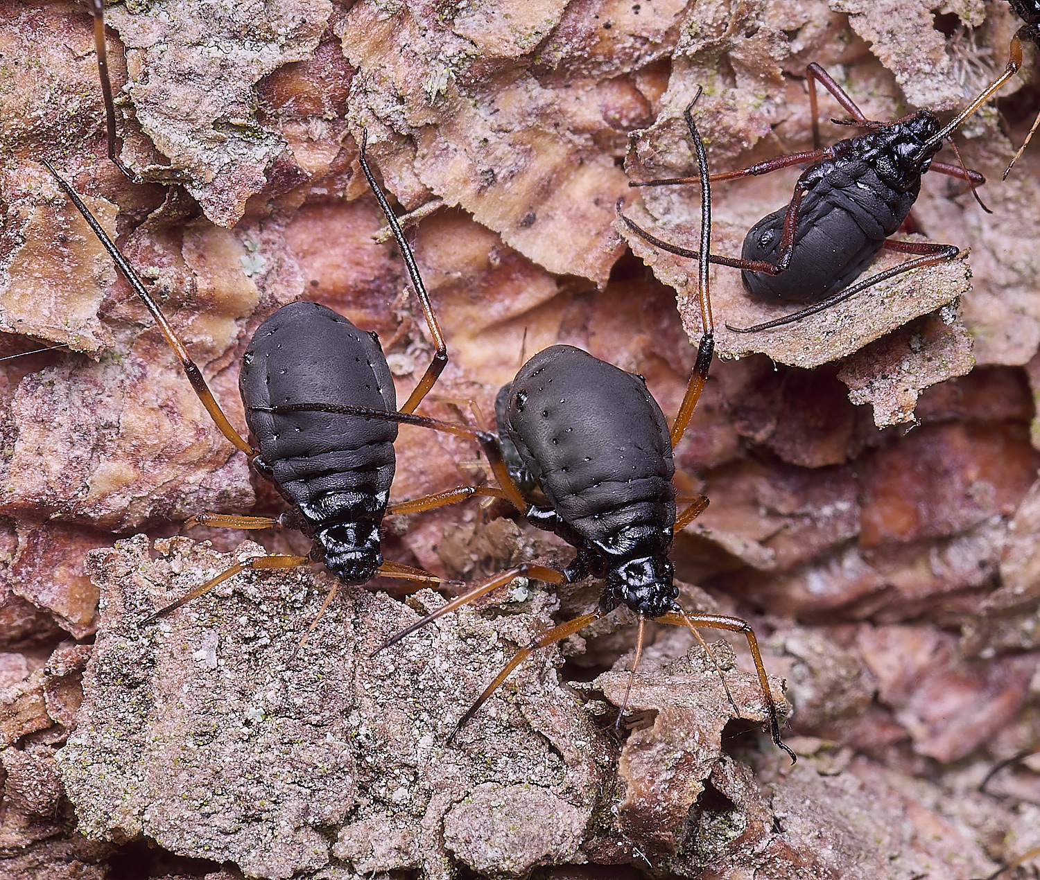 WhitlinghamGreatBlackSpruceAphid300425-12