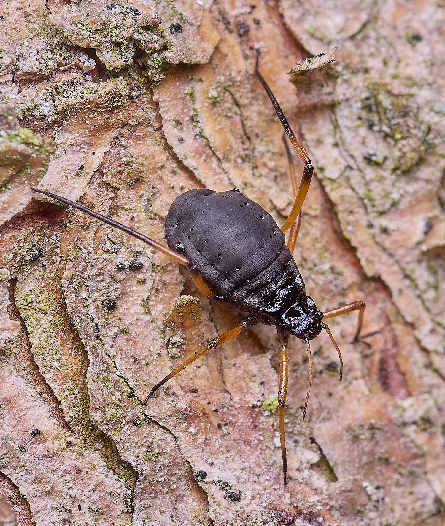 WhitlinghamGreatBlackSpruceAphid300425-13