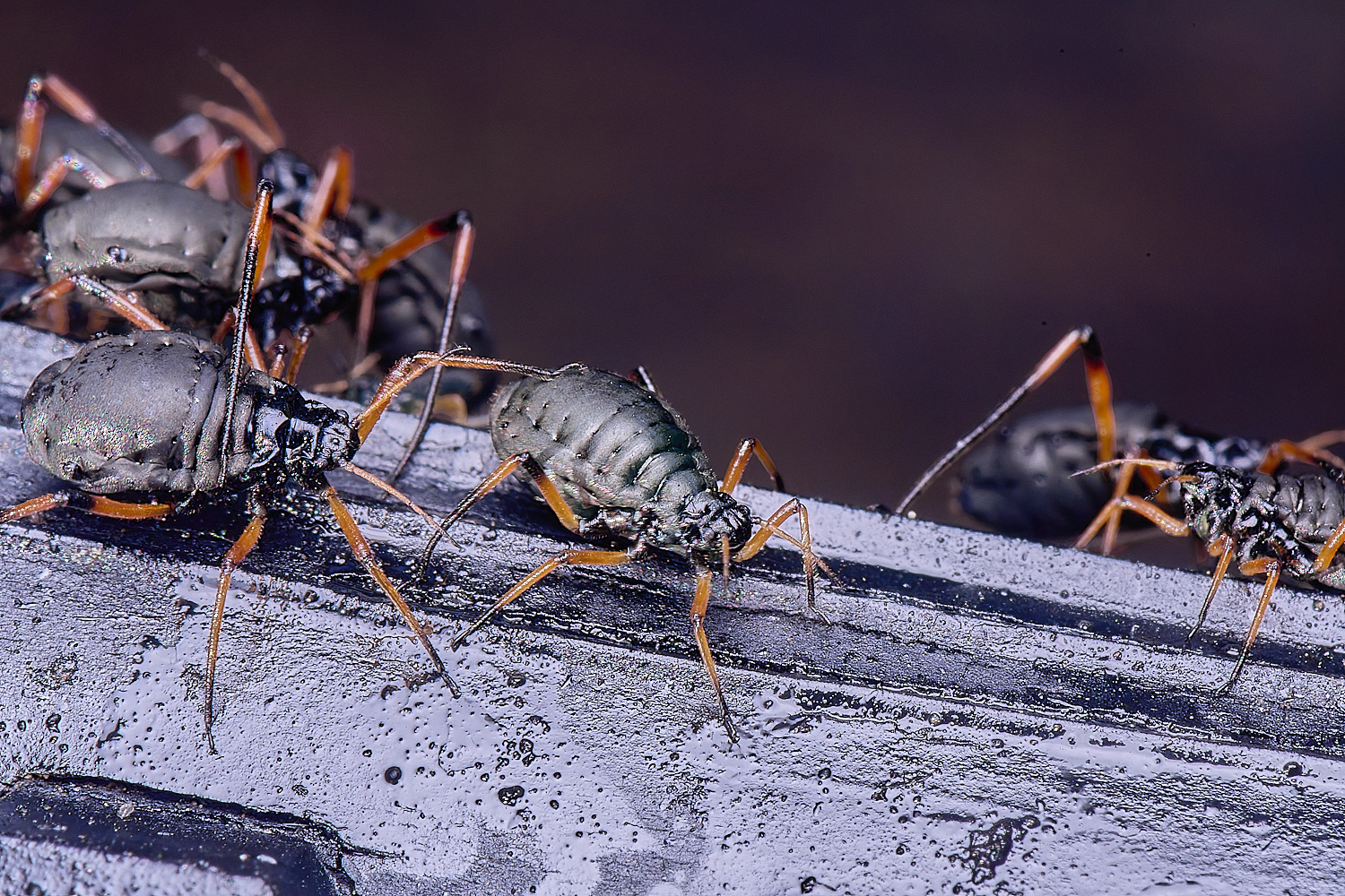 WhitlinghamGreatBlackSpruceAphid300425-2