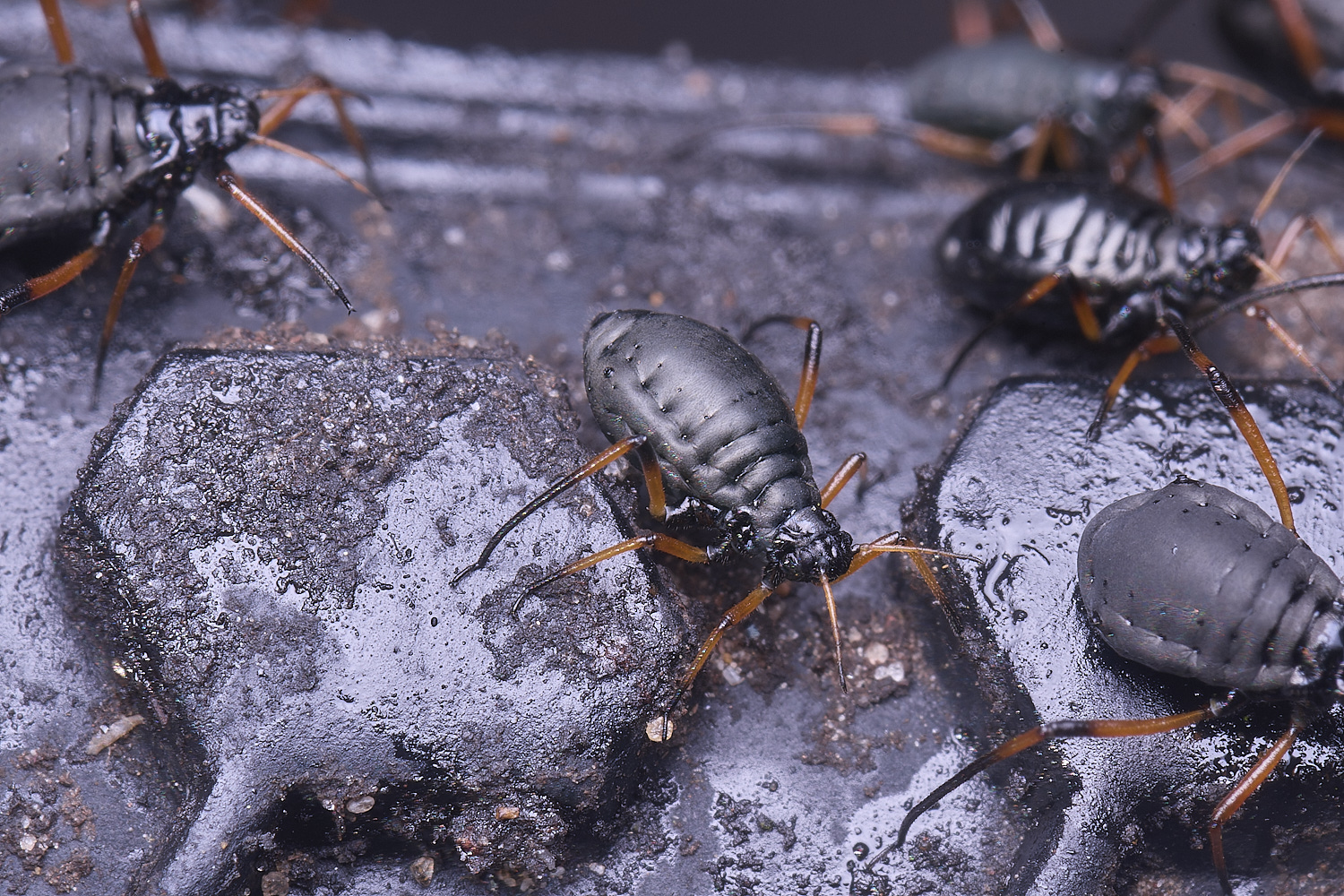 WhitlinghamGreatBlackSpruceAphid300425-3