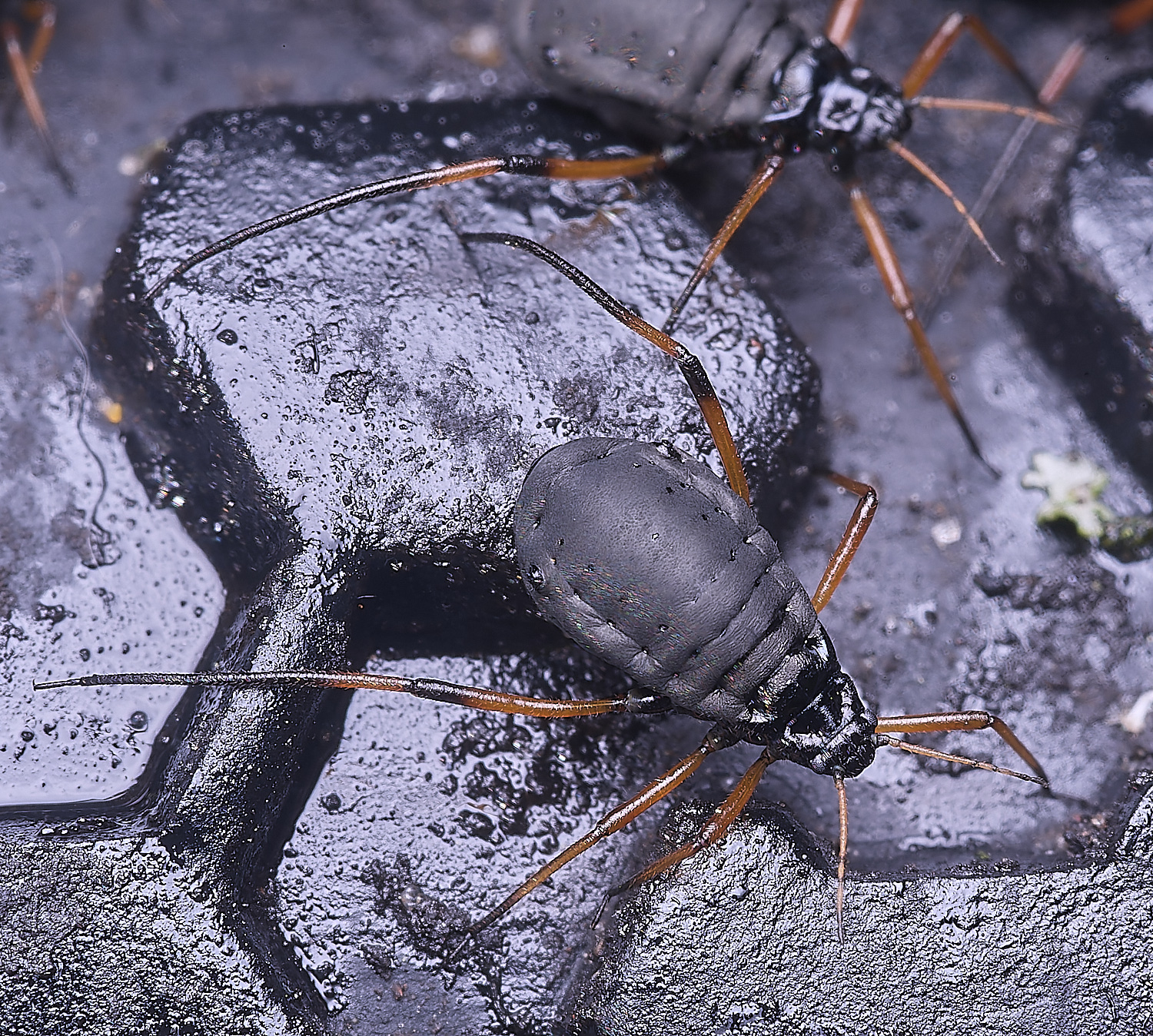 WhitlinghamGreatBlackSpruceAphid300425-4