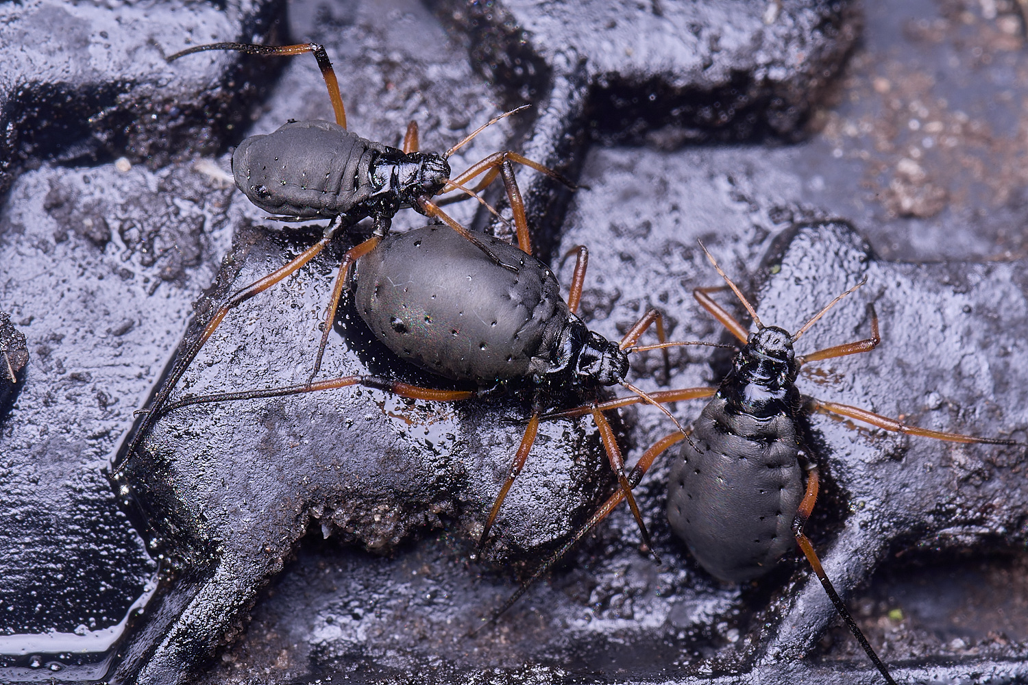 WhitlinghamGreatBlackSpruceAphid300425-5