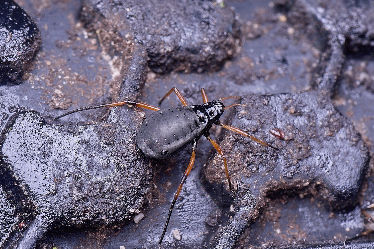 WhitlinghamGreatBlackSpruceAphid300425-6