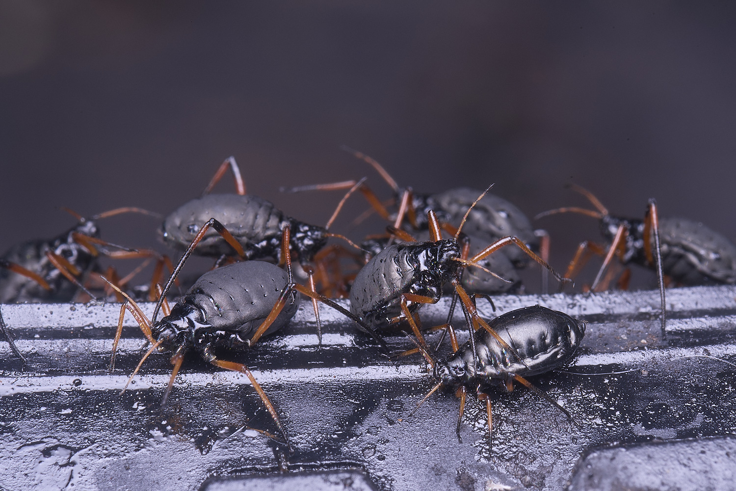 WhitlinghamGreatBlackSpruceAphid300425-7