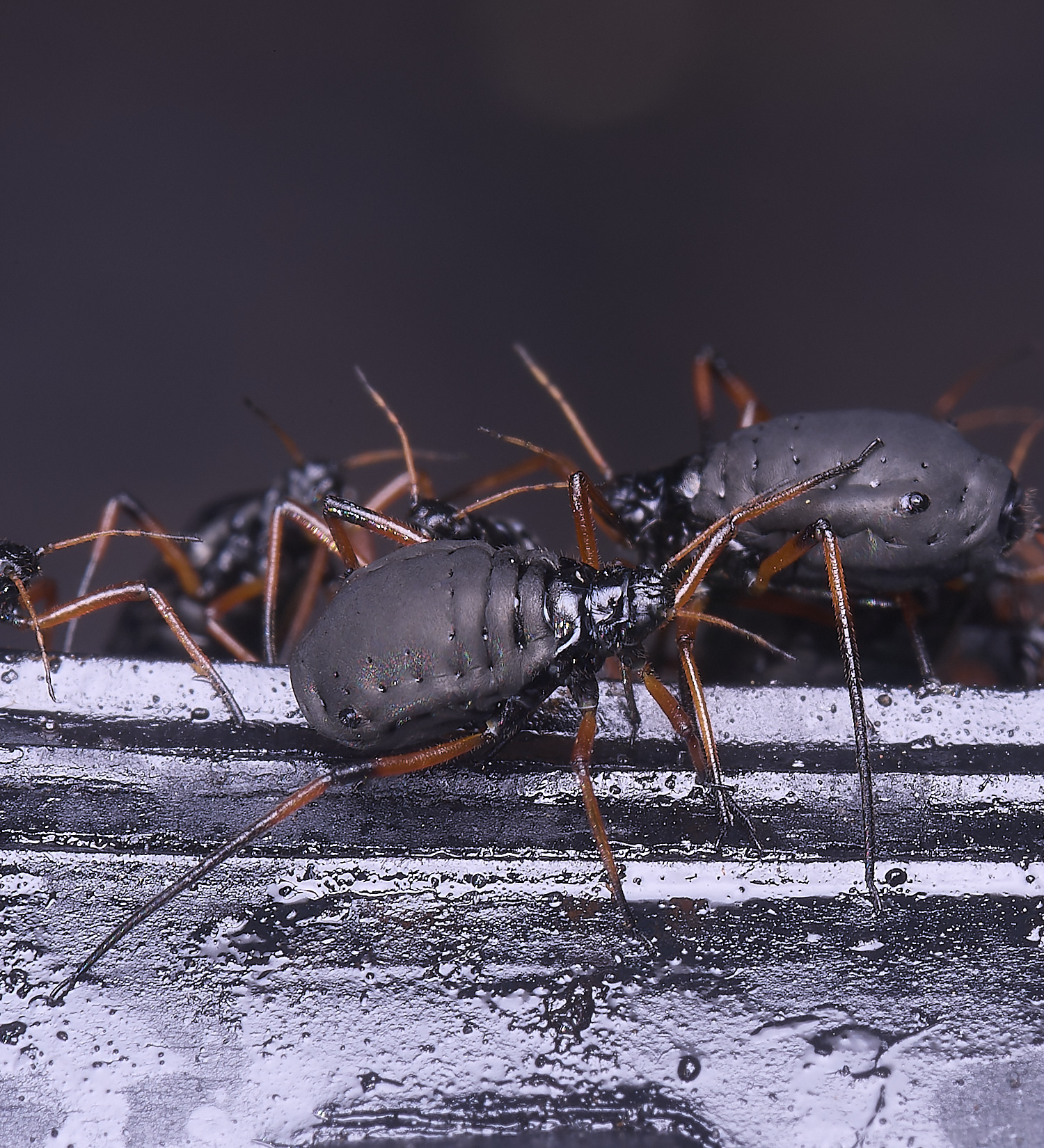 WhitlinghamGreatBlackSpruceAphid300425-8