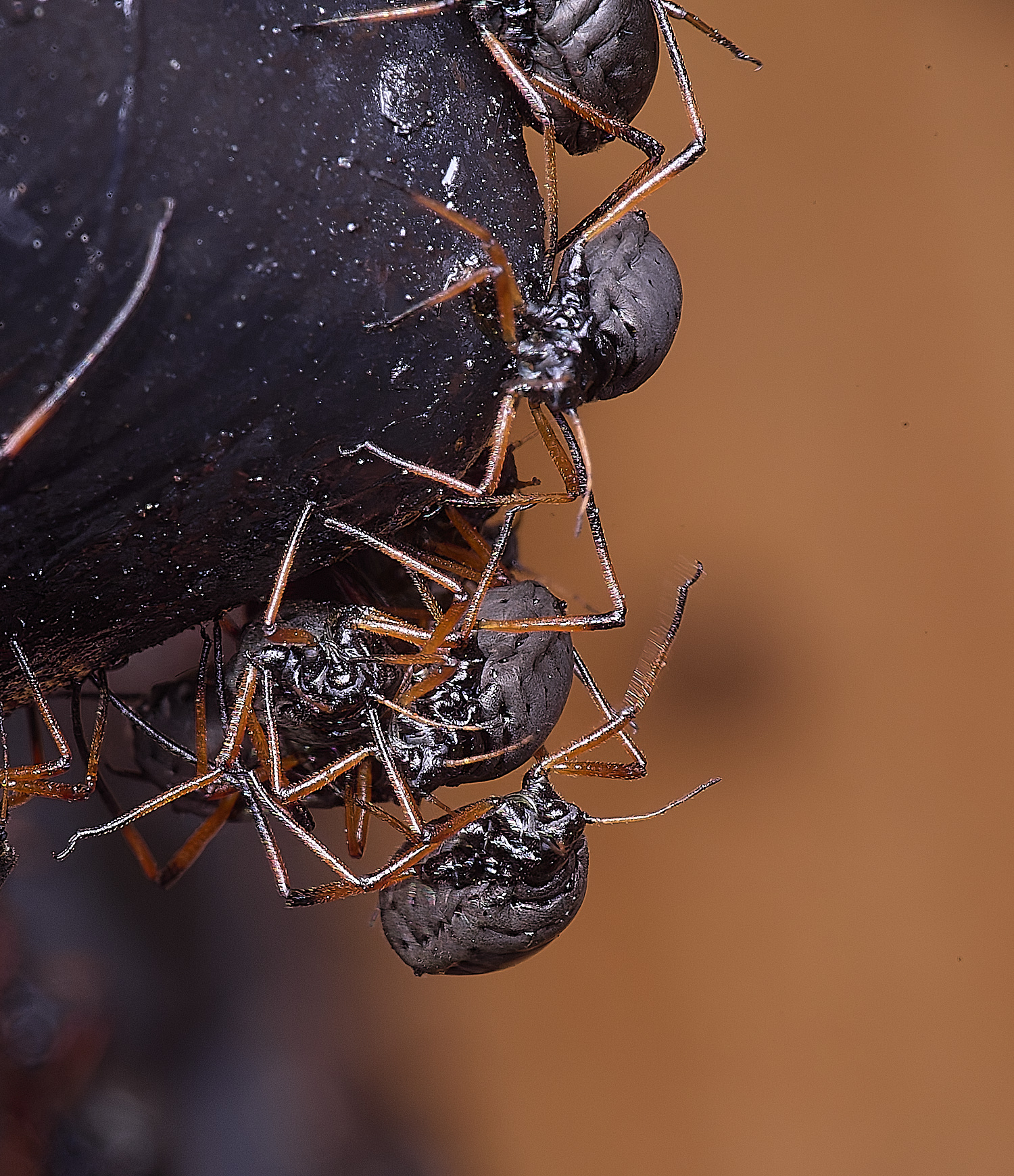 WhitlinghamGreatBlackSpruceAphid300425-9