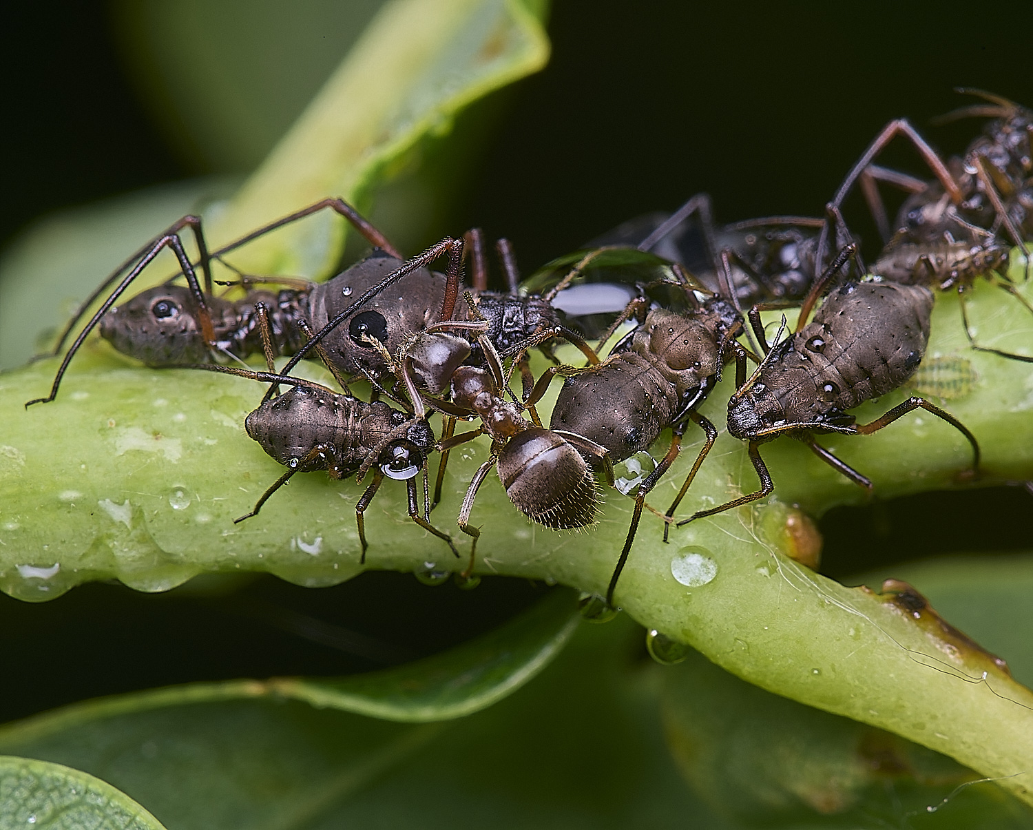 WhitlinghamLachnusroboris270525-2