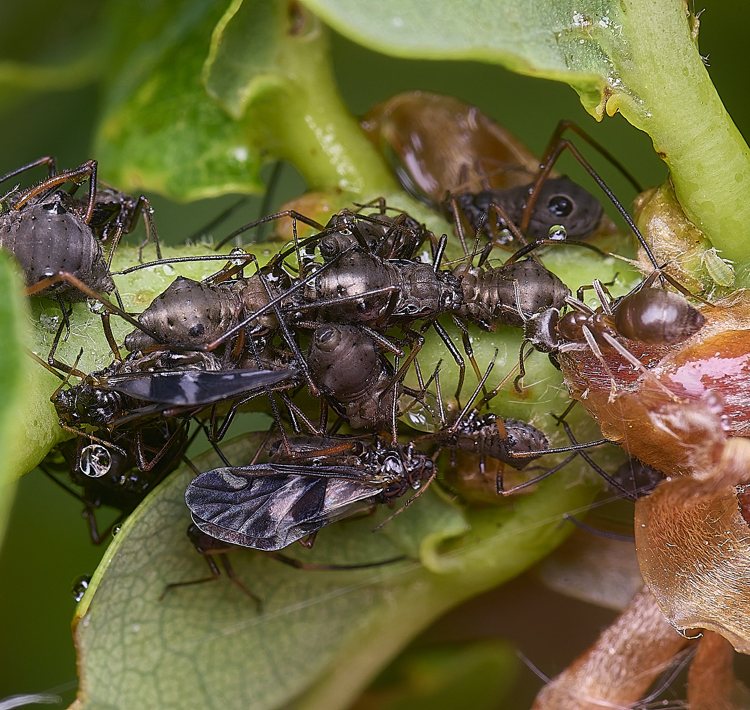 WhitlinghamLachnusroboris270525-7