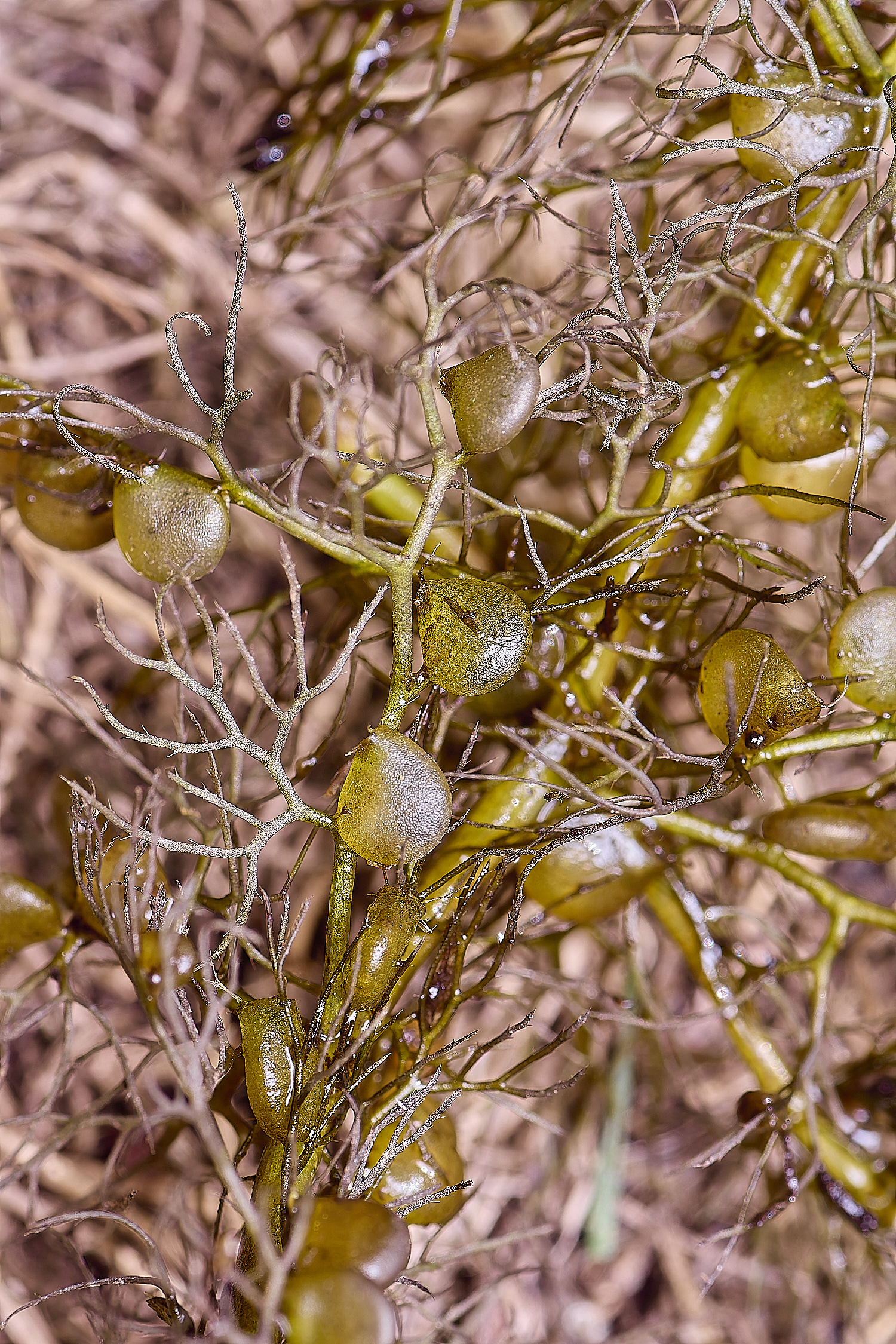 BartonfenBladderwort030725-0