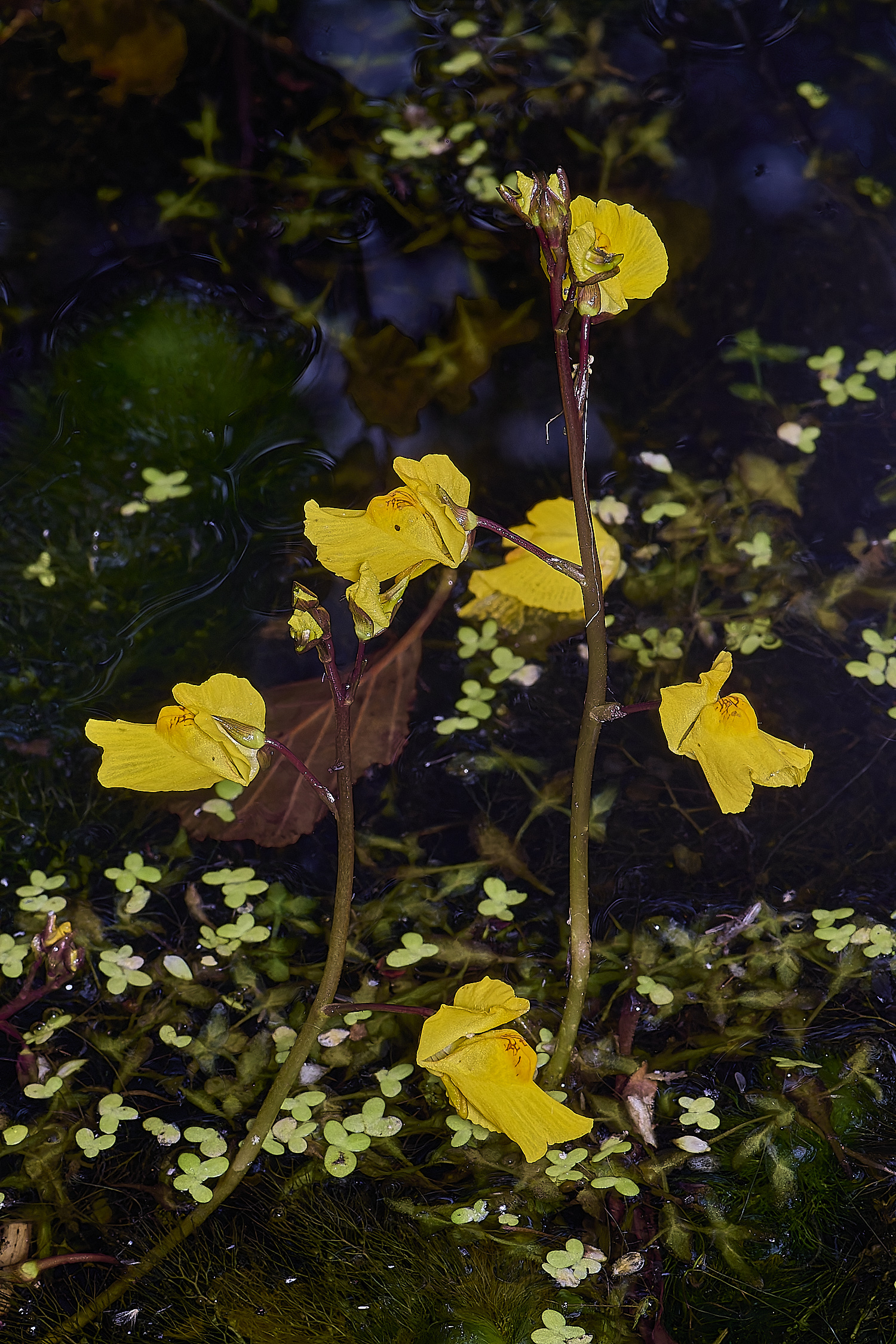 BartonfenBladderwort030725-1