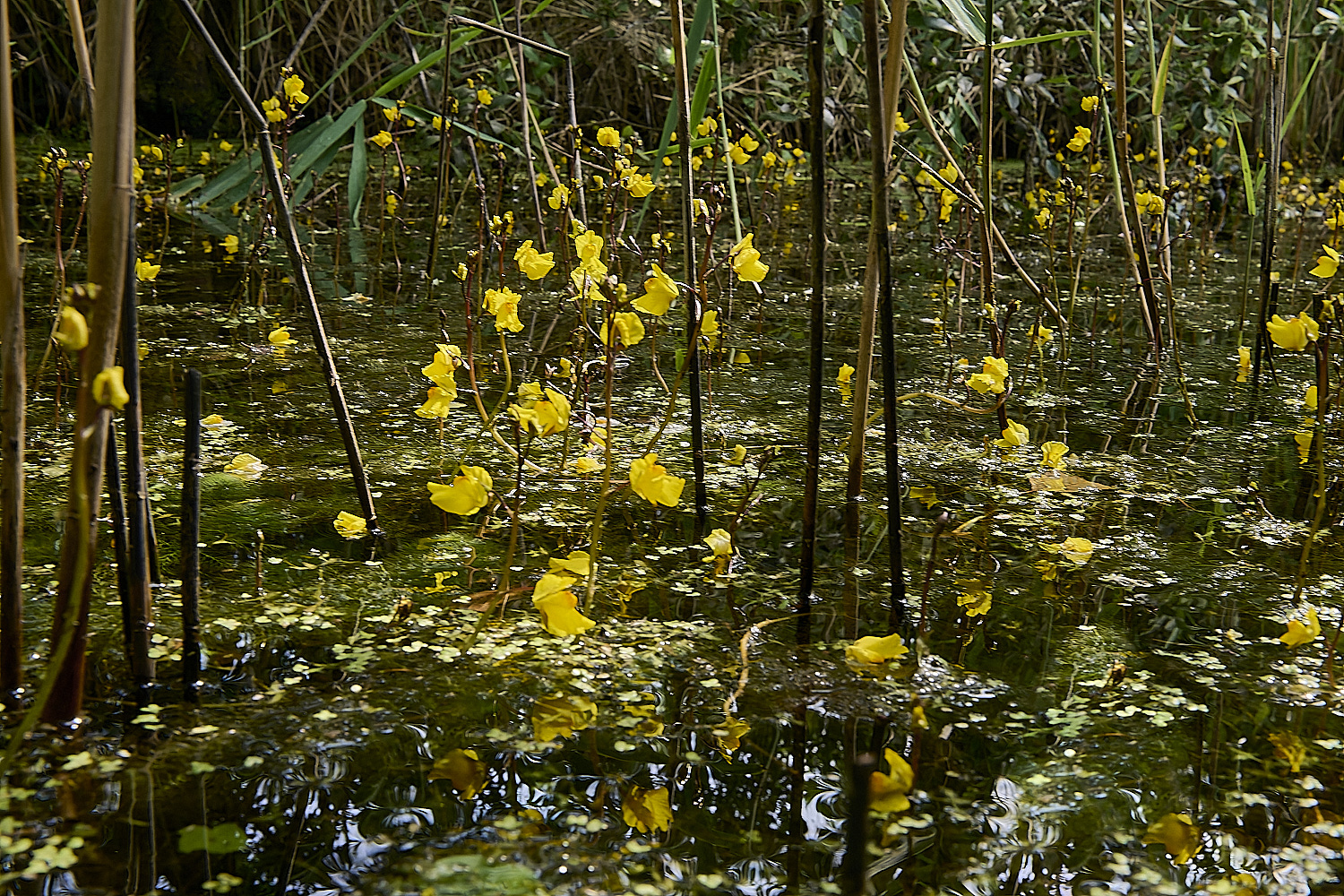 BartonfenBladderwort030725-2