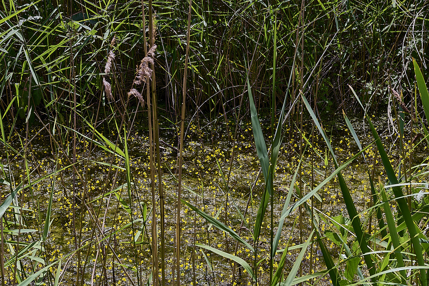 BartonfenBladderwort030725-3