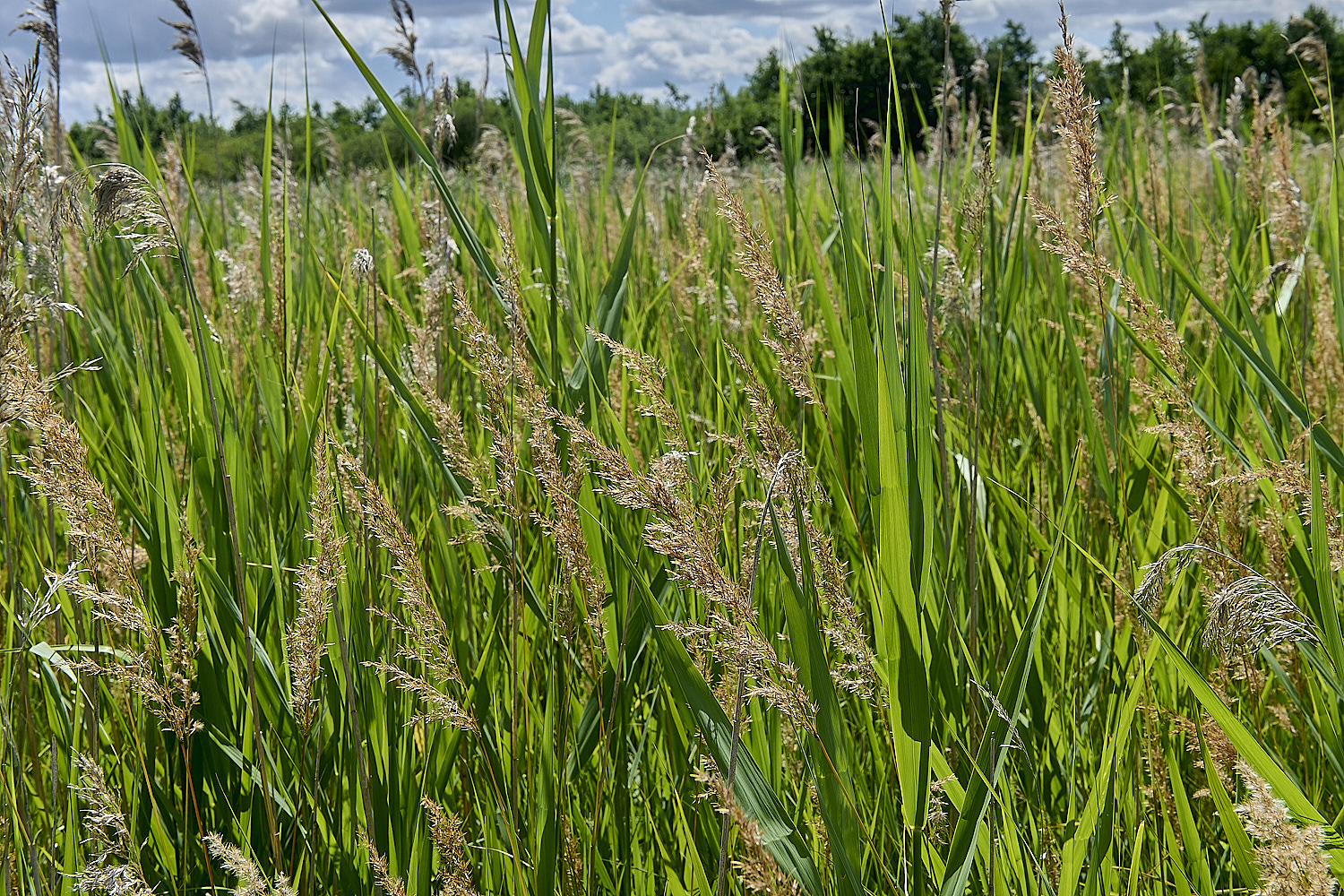 BartonFenCcanescens030725-1