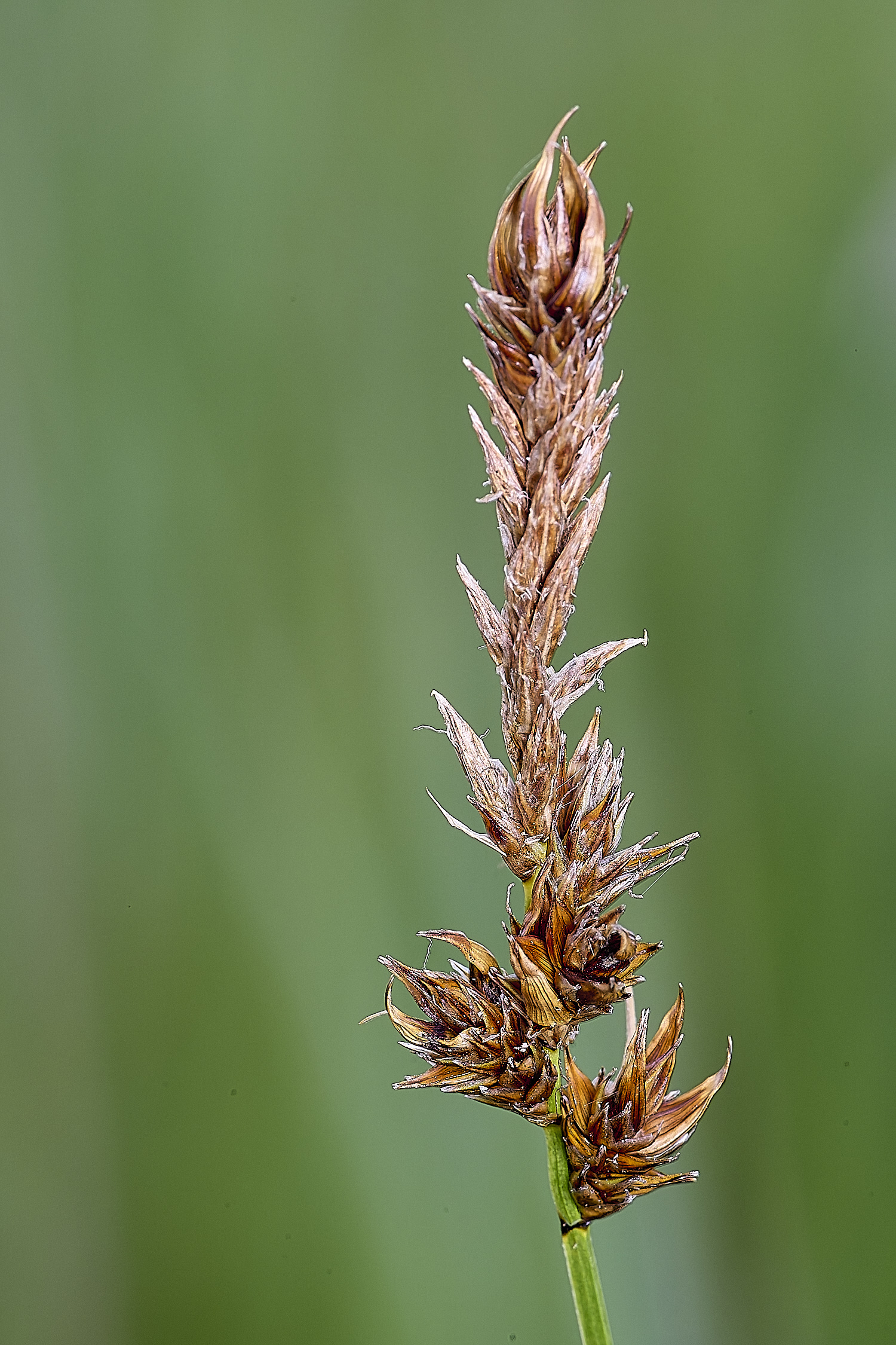 BartonFenCdisticha030725-