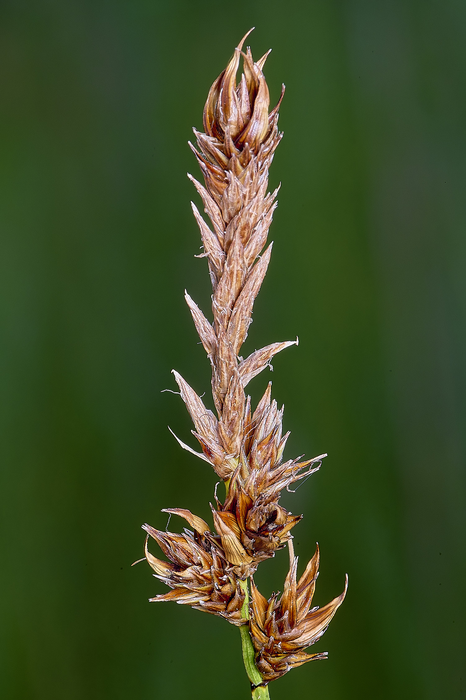 BartonFenCdisticha030725-1