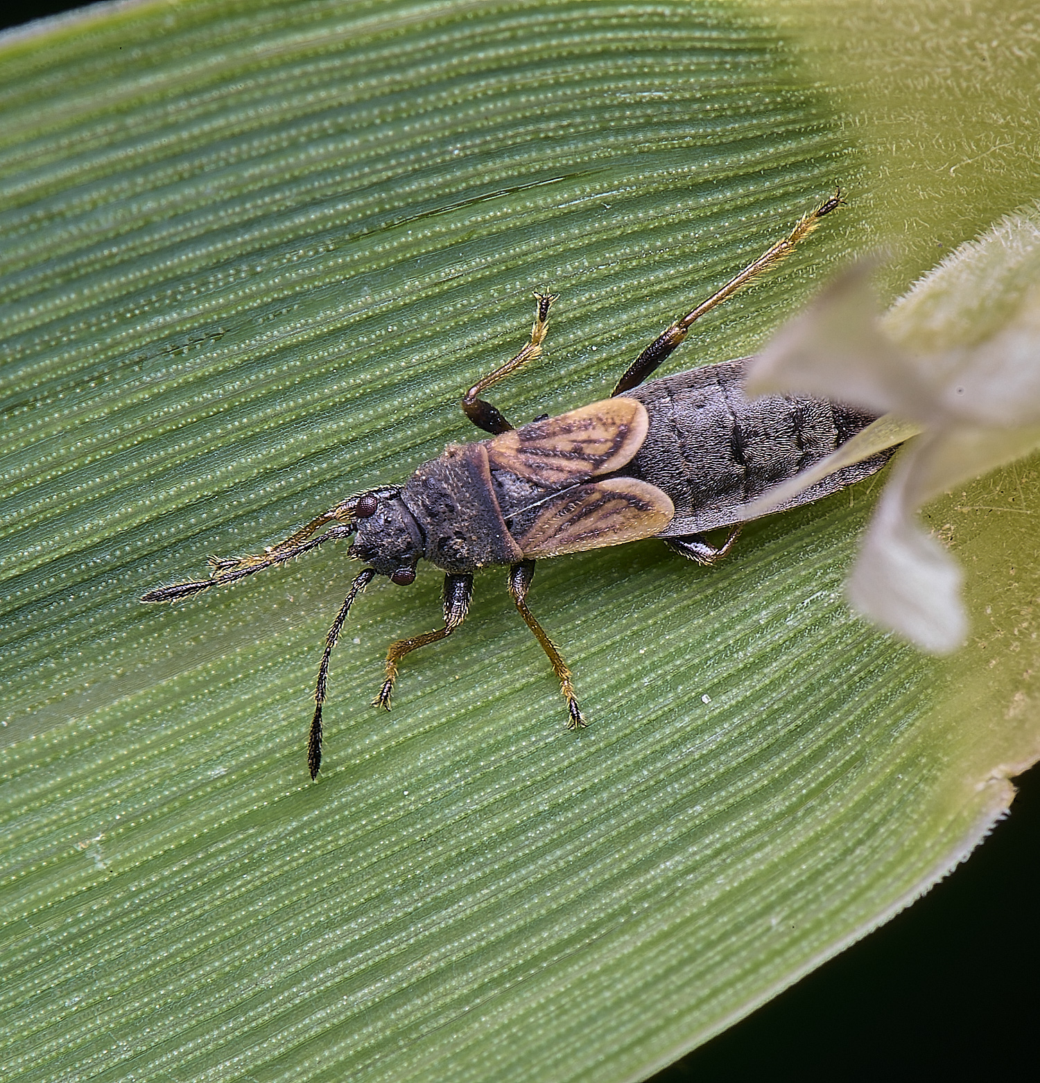 BartonFenCinchBug030725-1