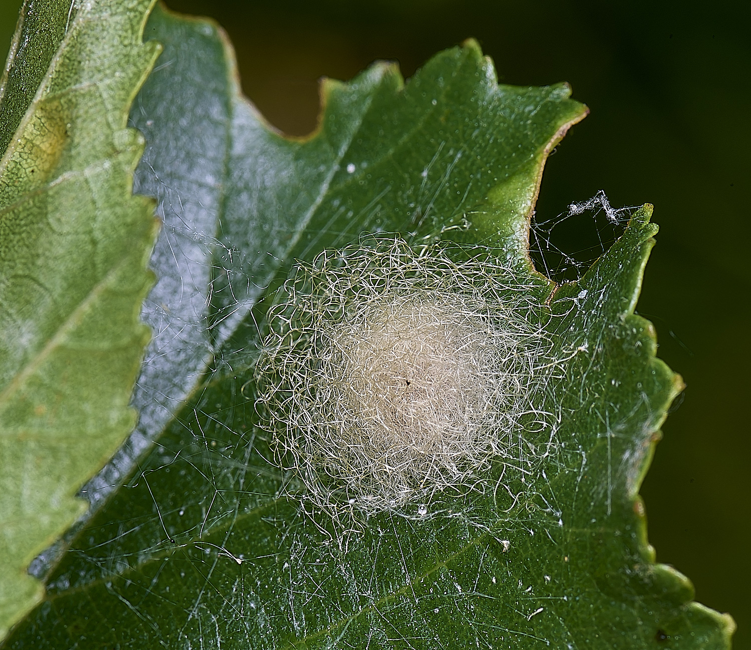 BartonfenCocoon030725-1