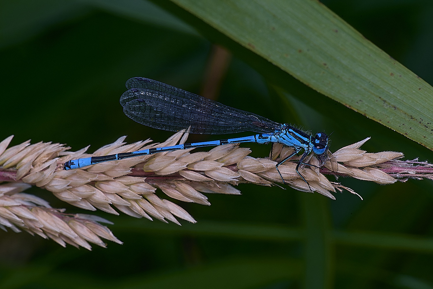 BartonfenDamsel2030725-1