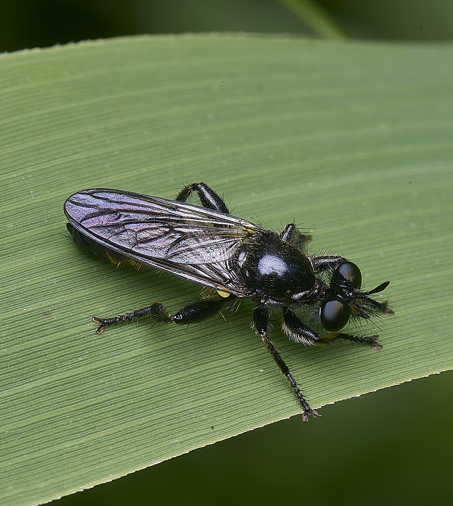 BartonfenFlySp030725-1