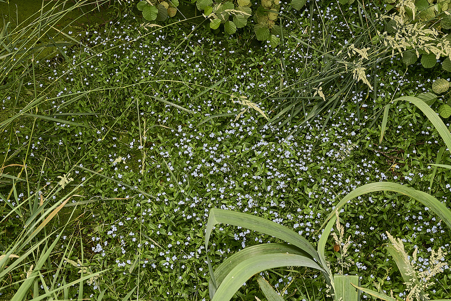 BartonFenForgetmenot030725-1