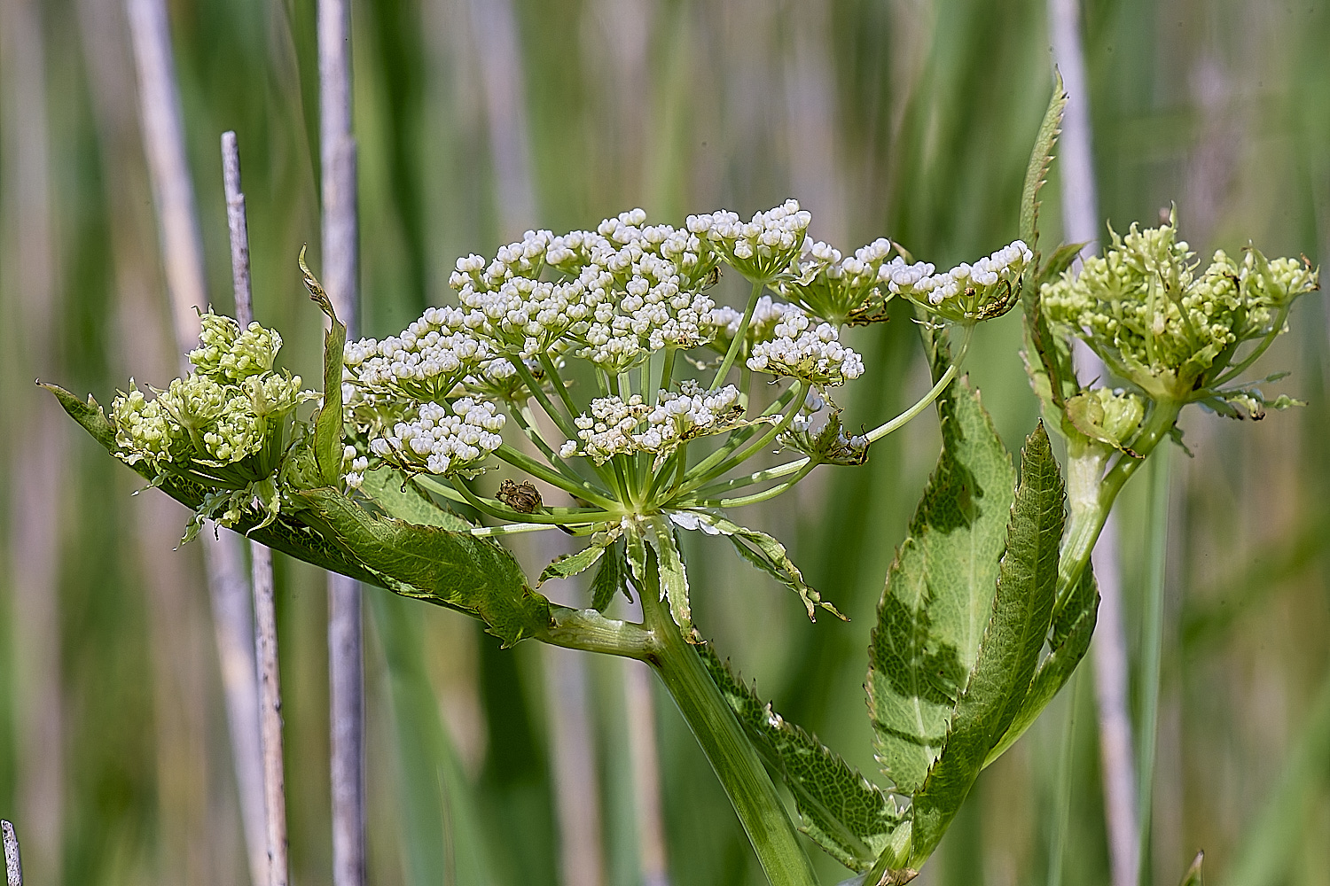 BartonFenGreaterWaterParsnip030725-1