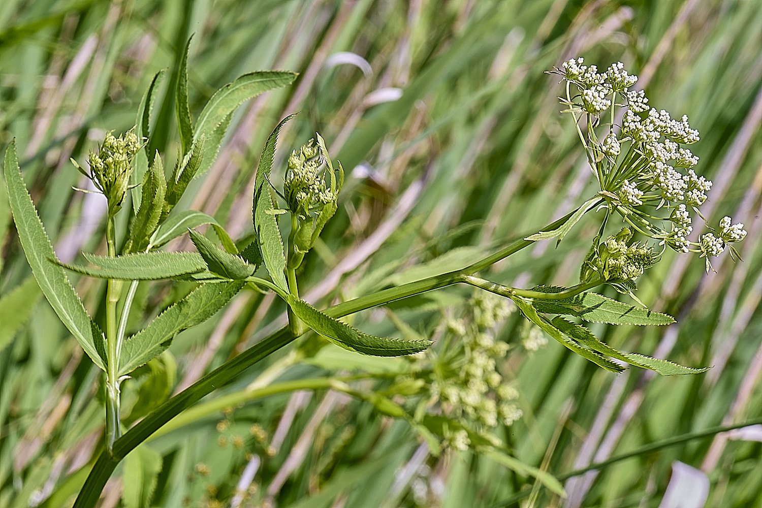 BartonFenGreaterWaterParsnip030725-2