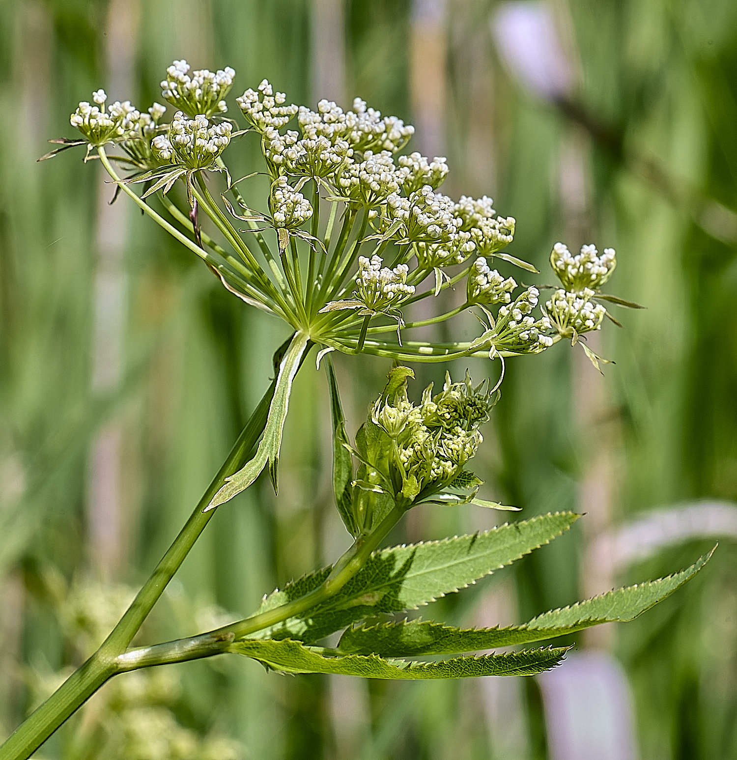BartonFenGreaterWaterParsnip030725-3