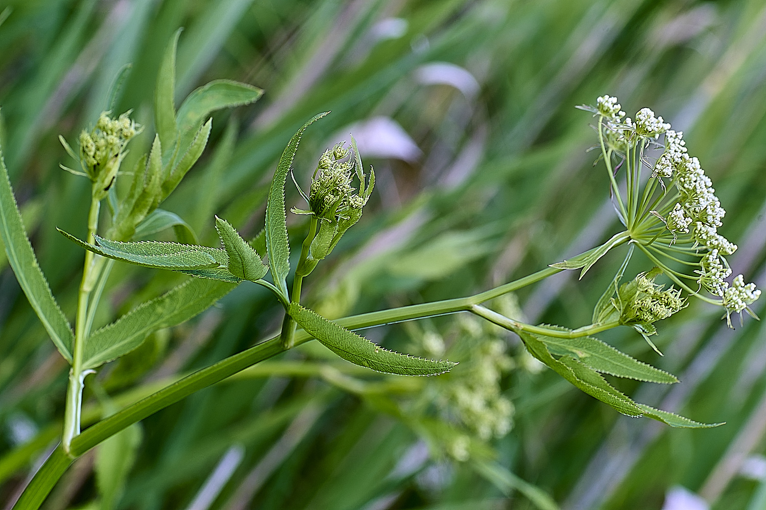 BartonFenGreaterWaterParsnip030725-4