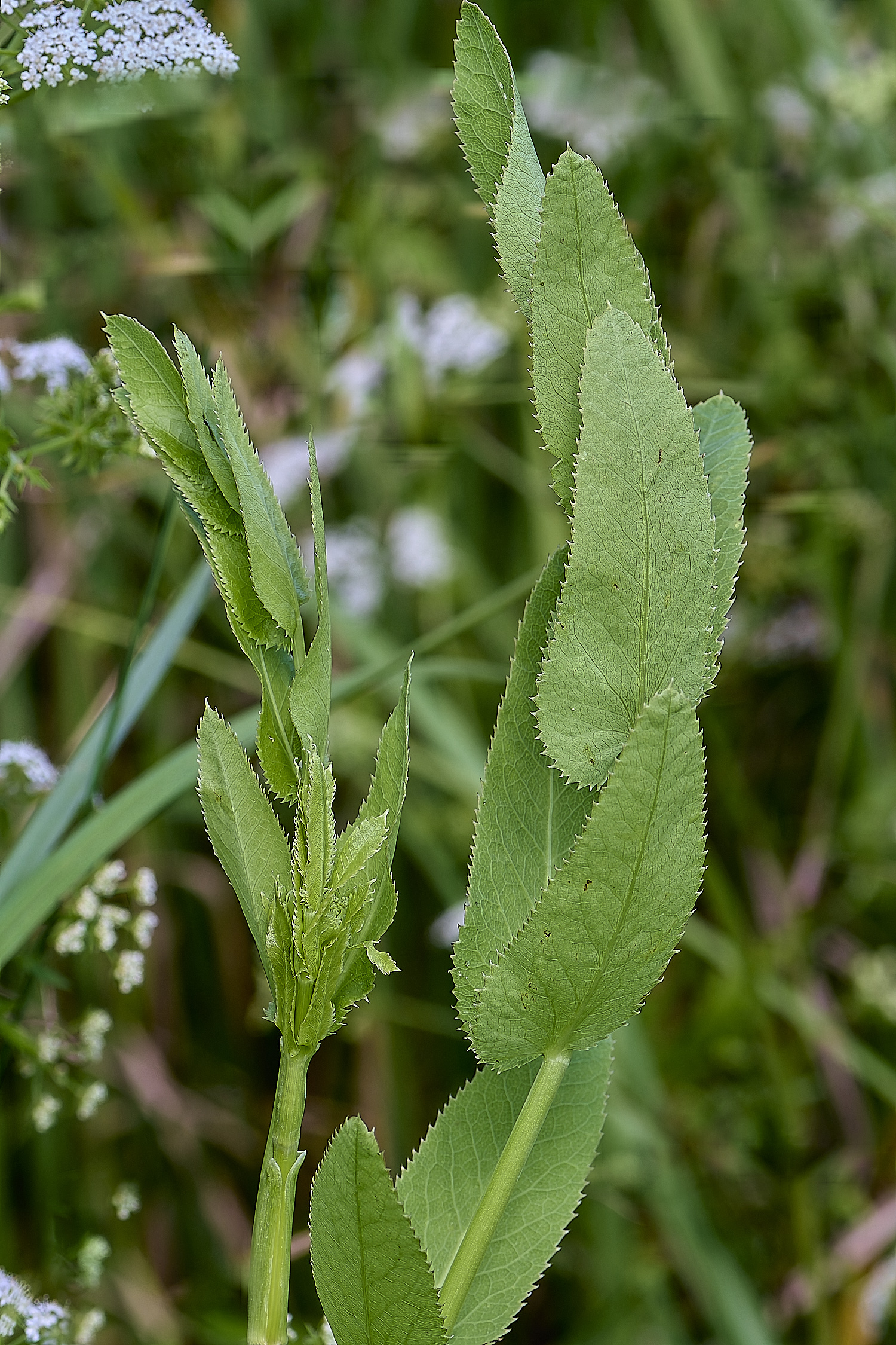 BartonFenGreaterWaterParsnip030725-5