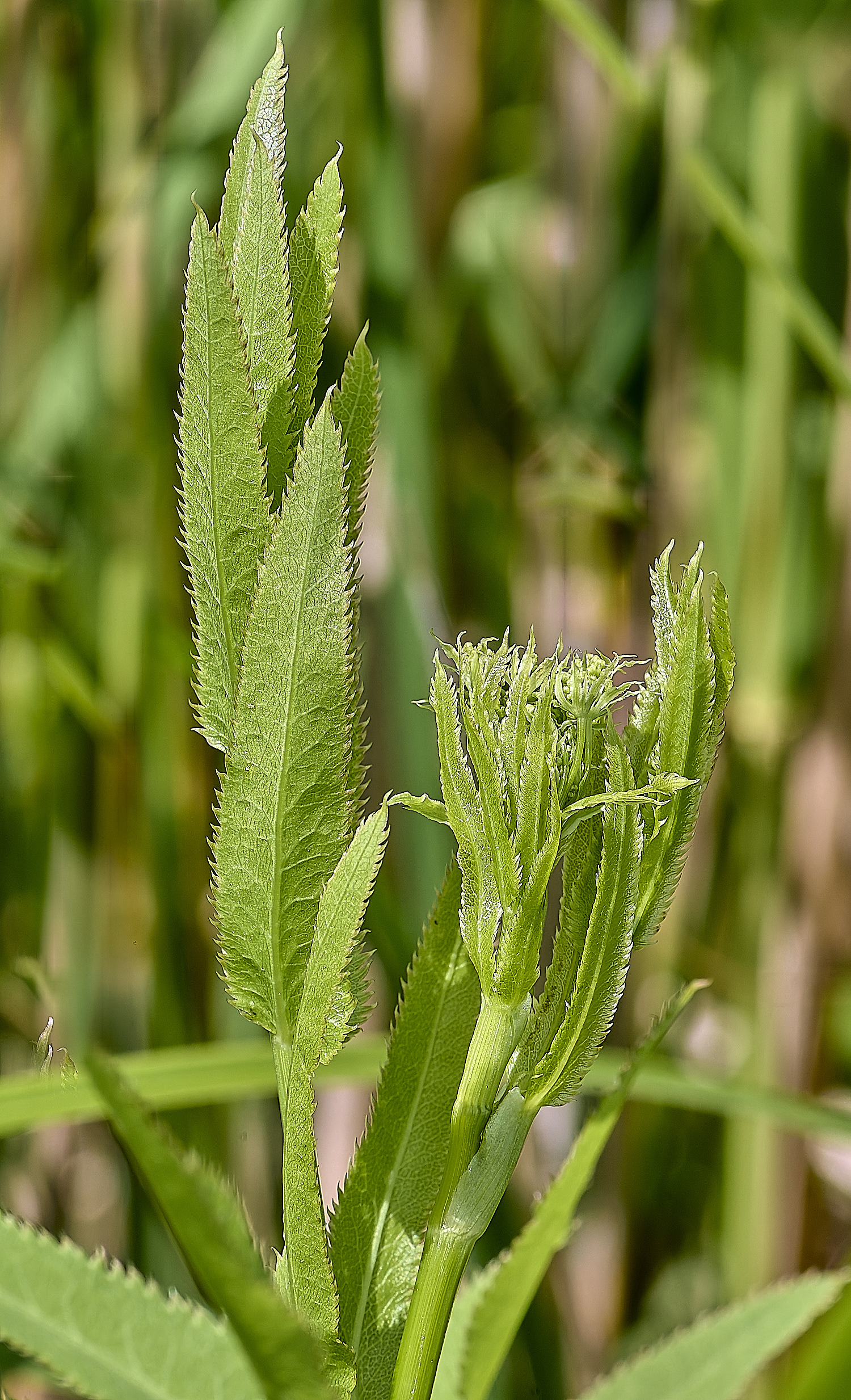 BartonFenGreaterWaterParsnip030725-6