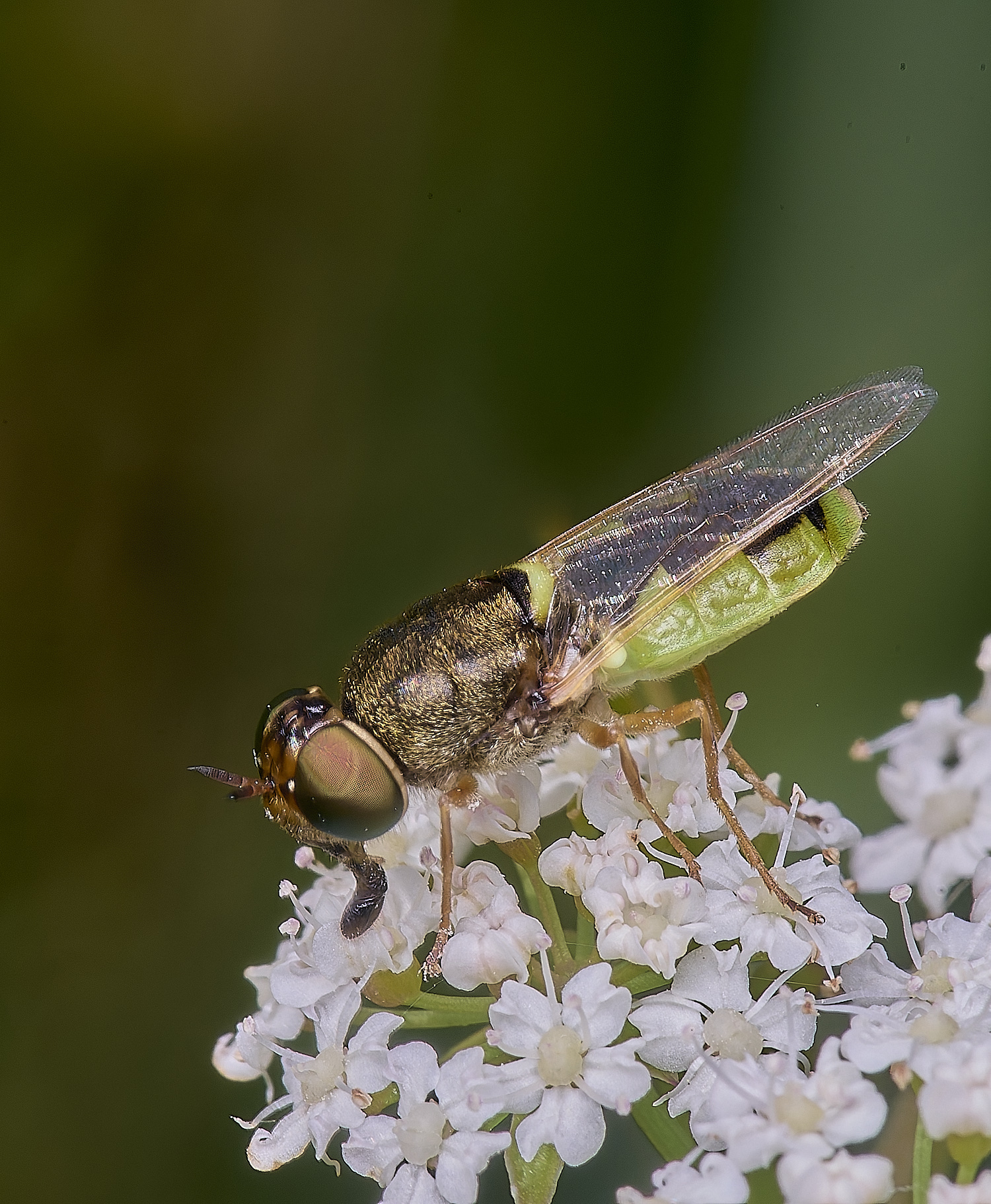 BartonFenGreenColonel030725-1