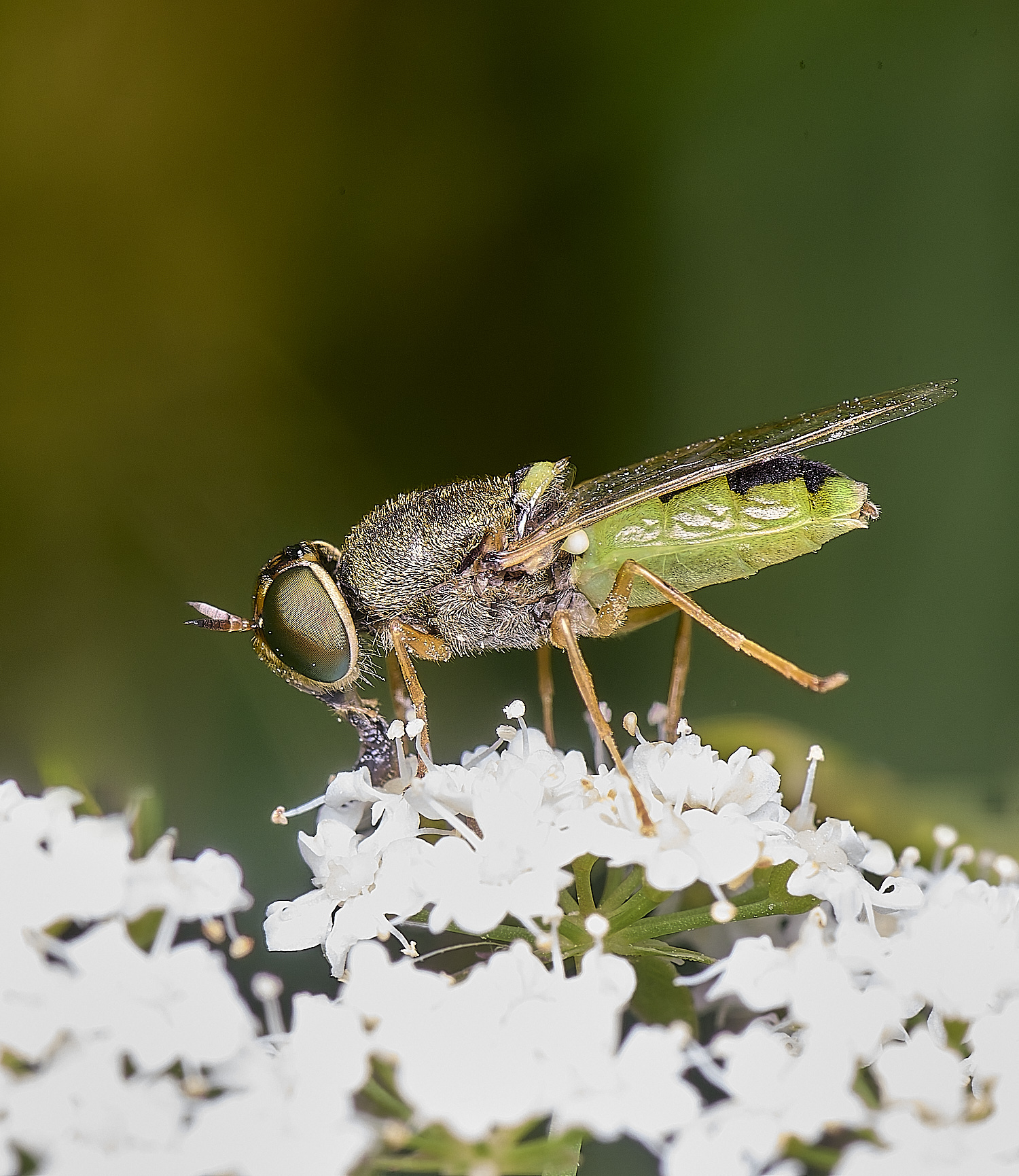 BartonFenGreenColonel030725-3