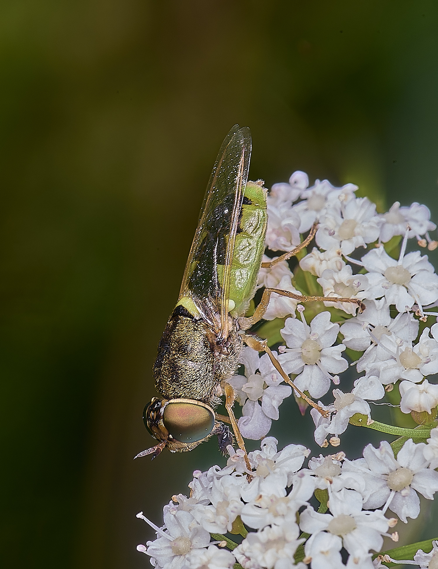 BartonFenGreenColonel030725-2