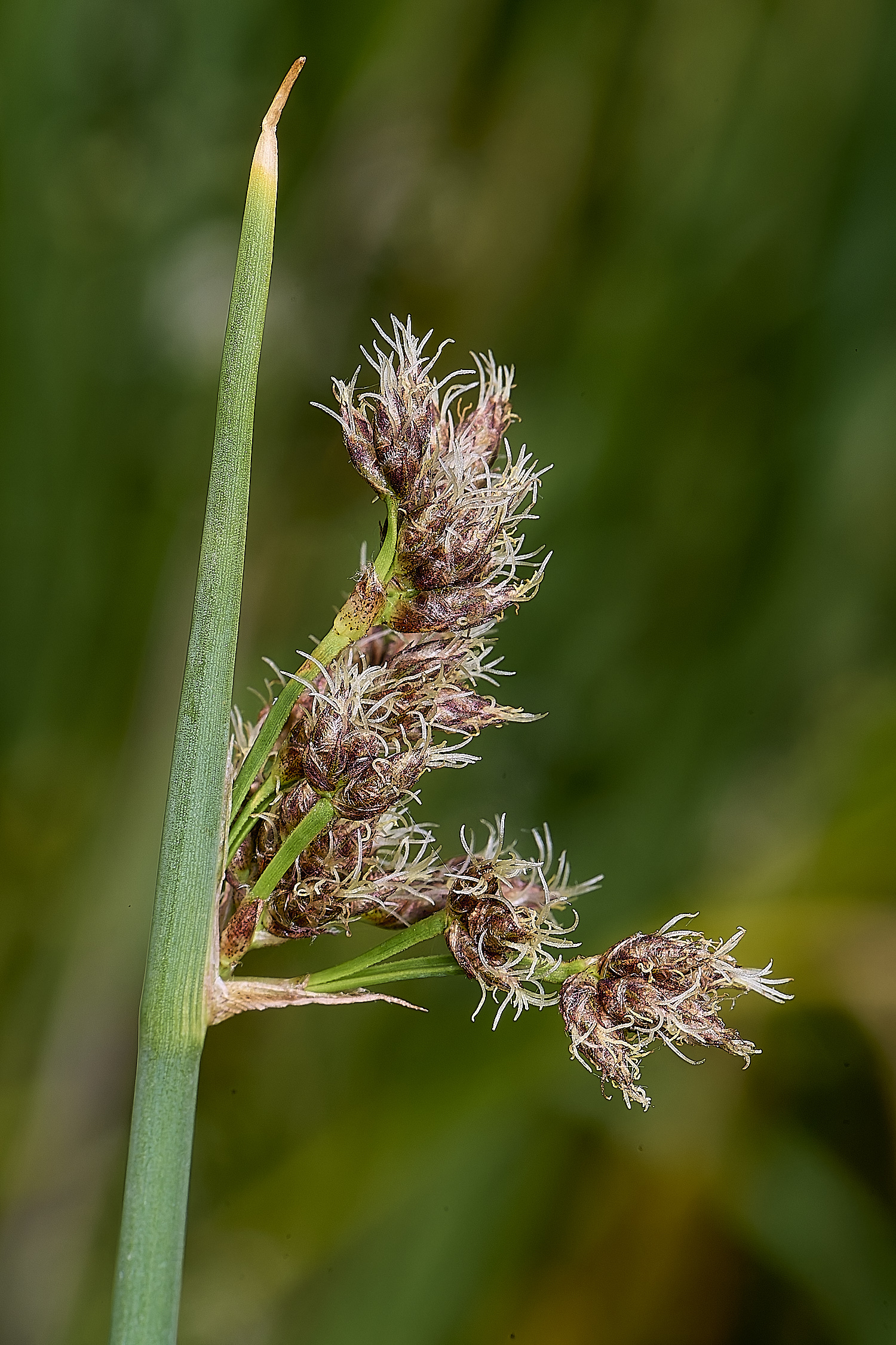 BartonFenGreyClubRush030725-1