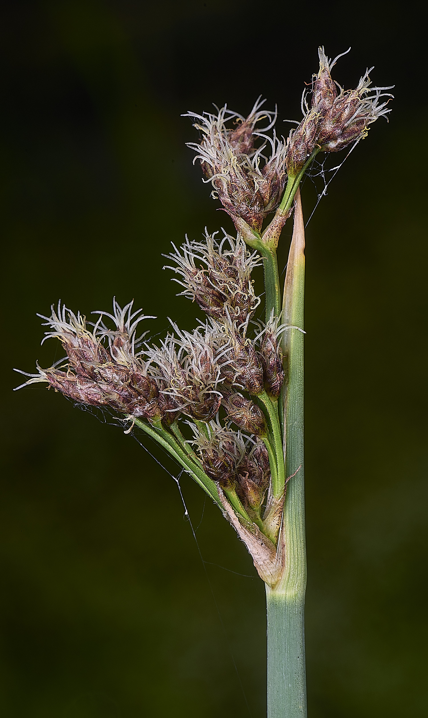 BartonFenGreyClubRush030725-2