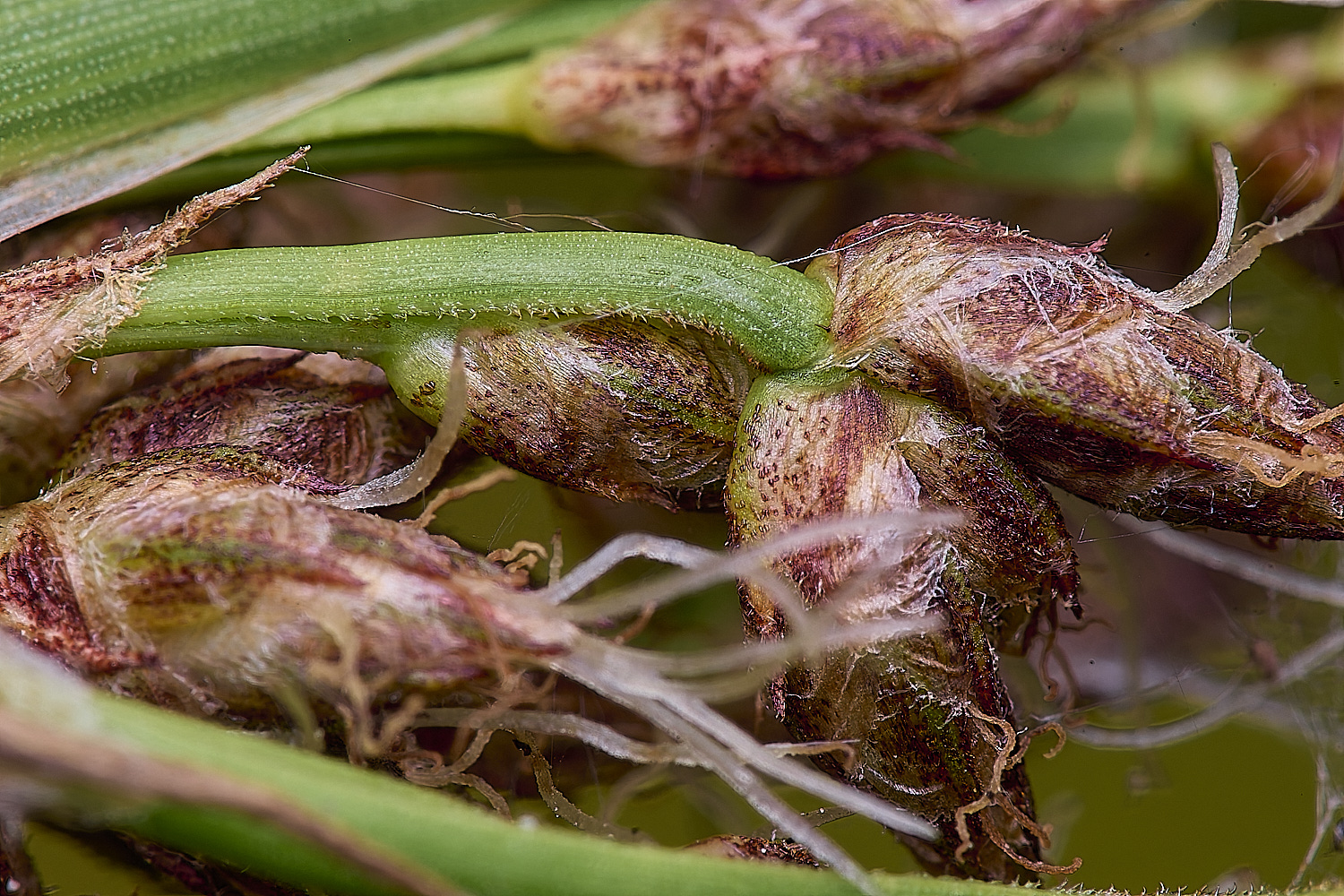 BartonFenGreyClubRush030725-4